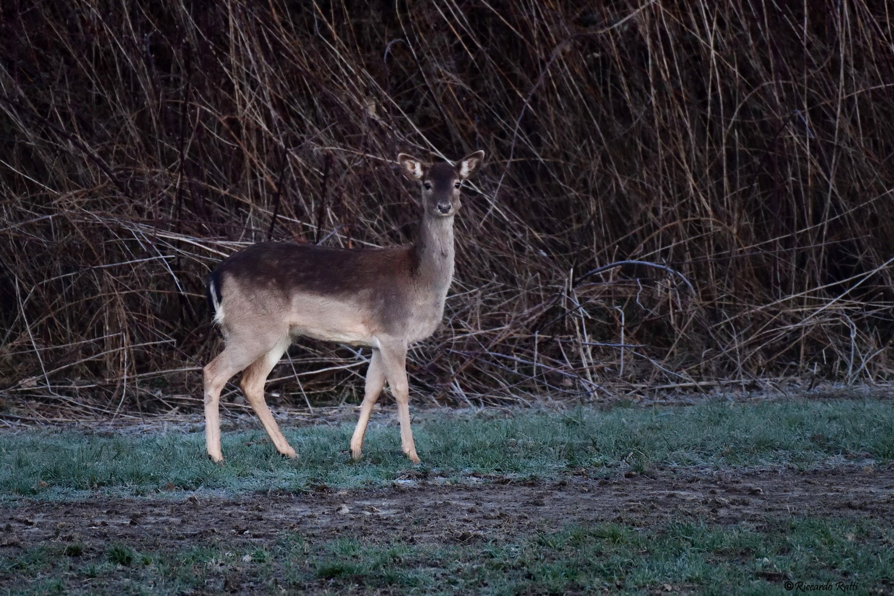 Fallow deer, thoughtful about what to do.