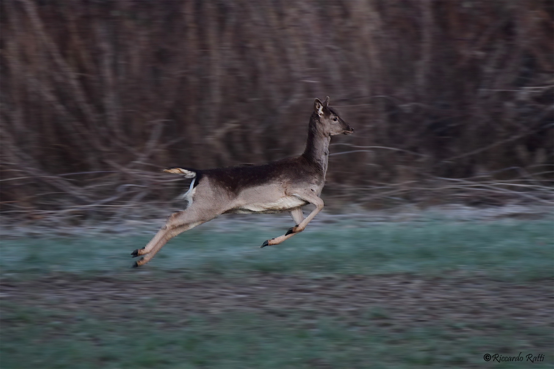 Run away, run away !!!