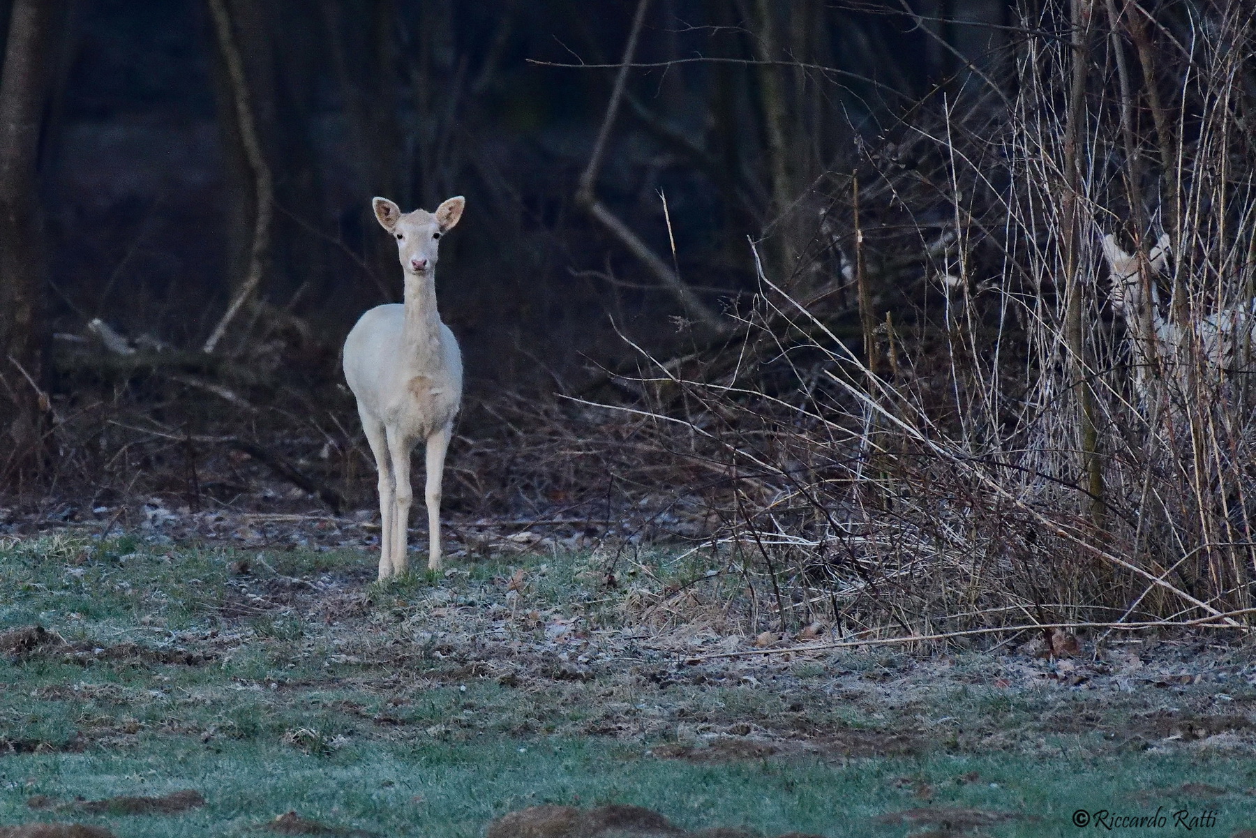 Albino fallow deer