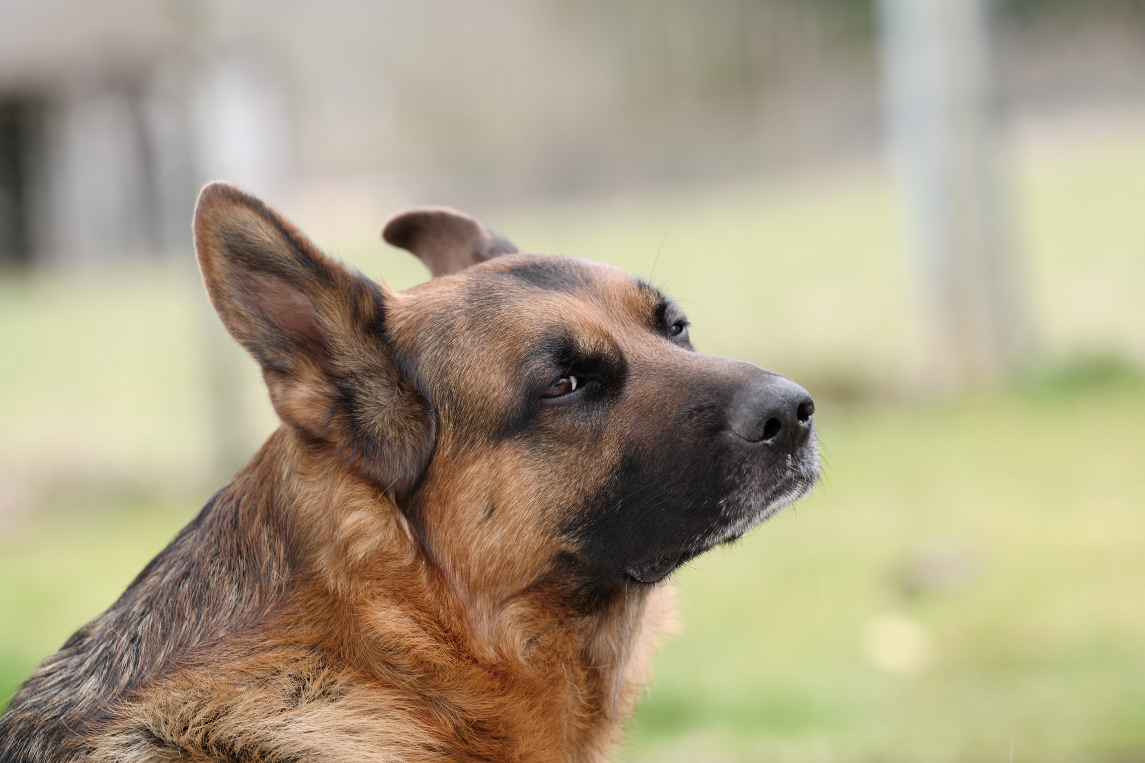 Che hai da guardar??