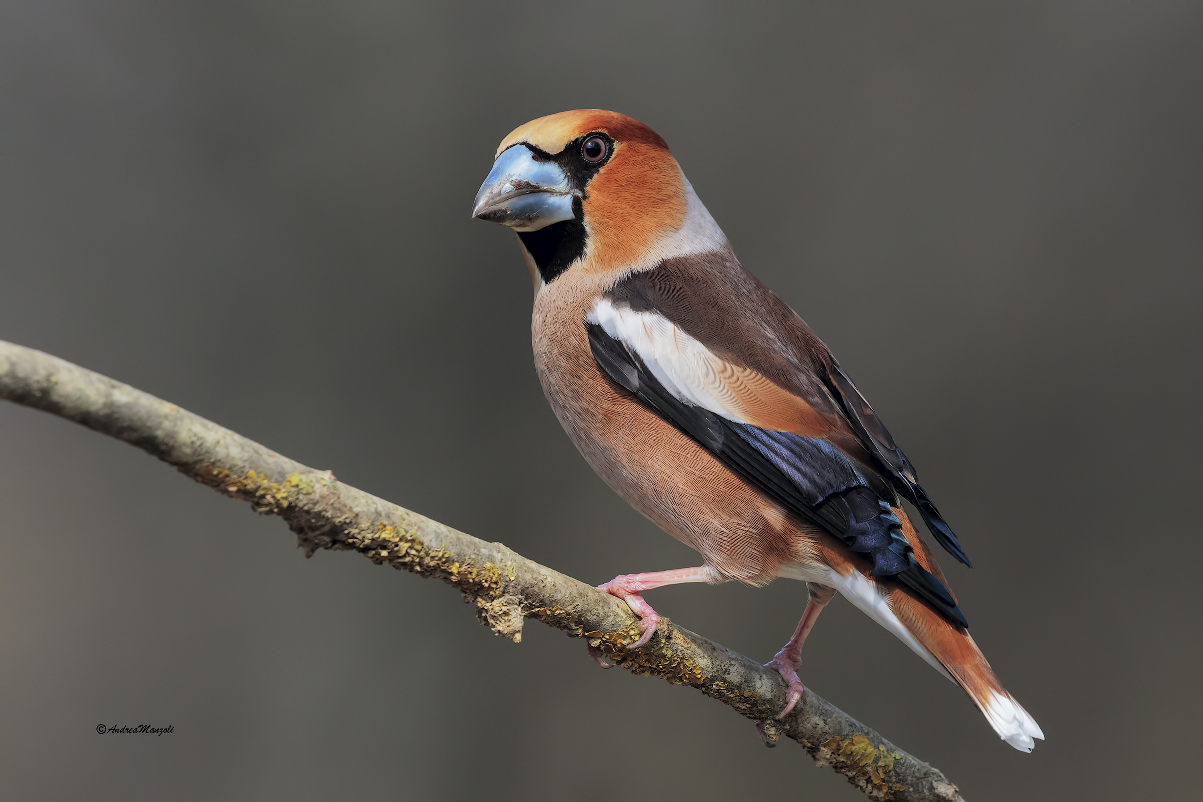 Frosone in abito riproduttivo