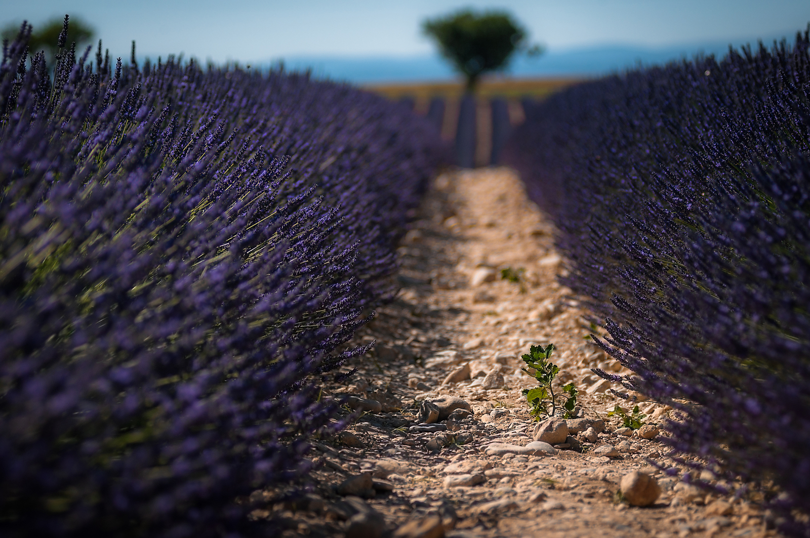 Valensole
