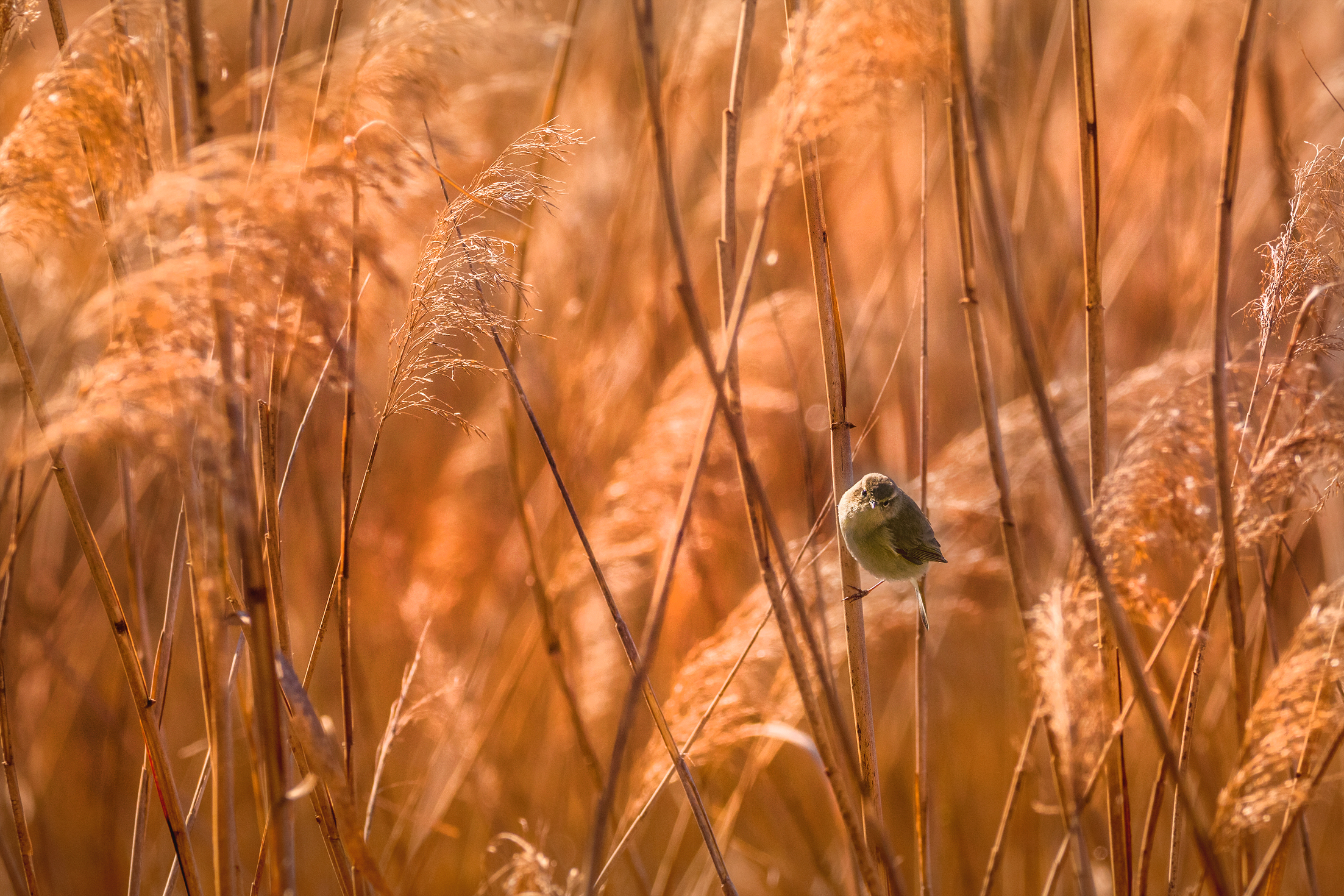 Reed warbler