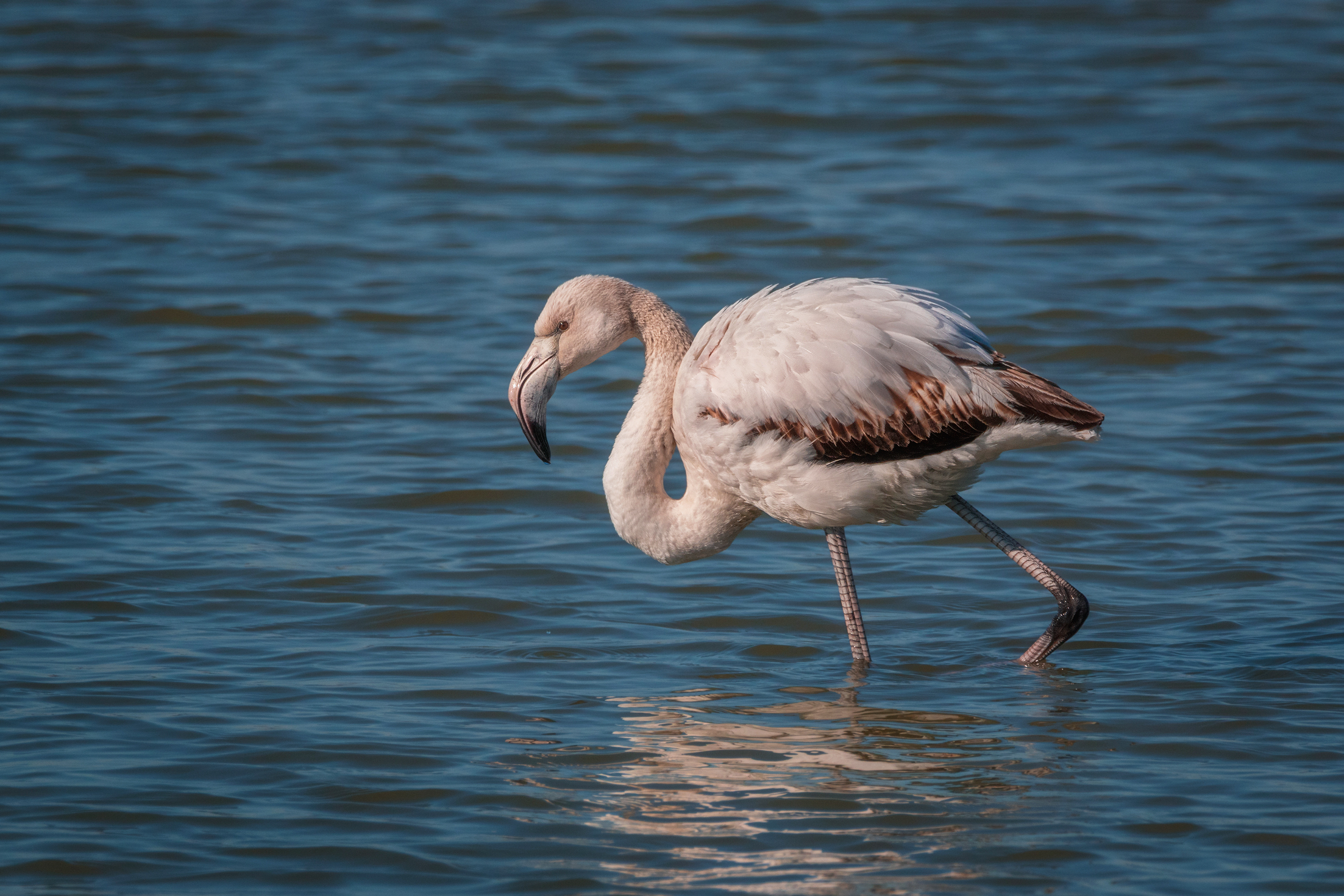 Young flamingo