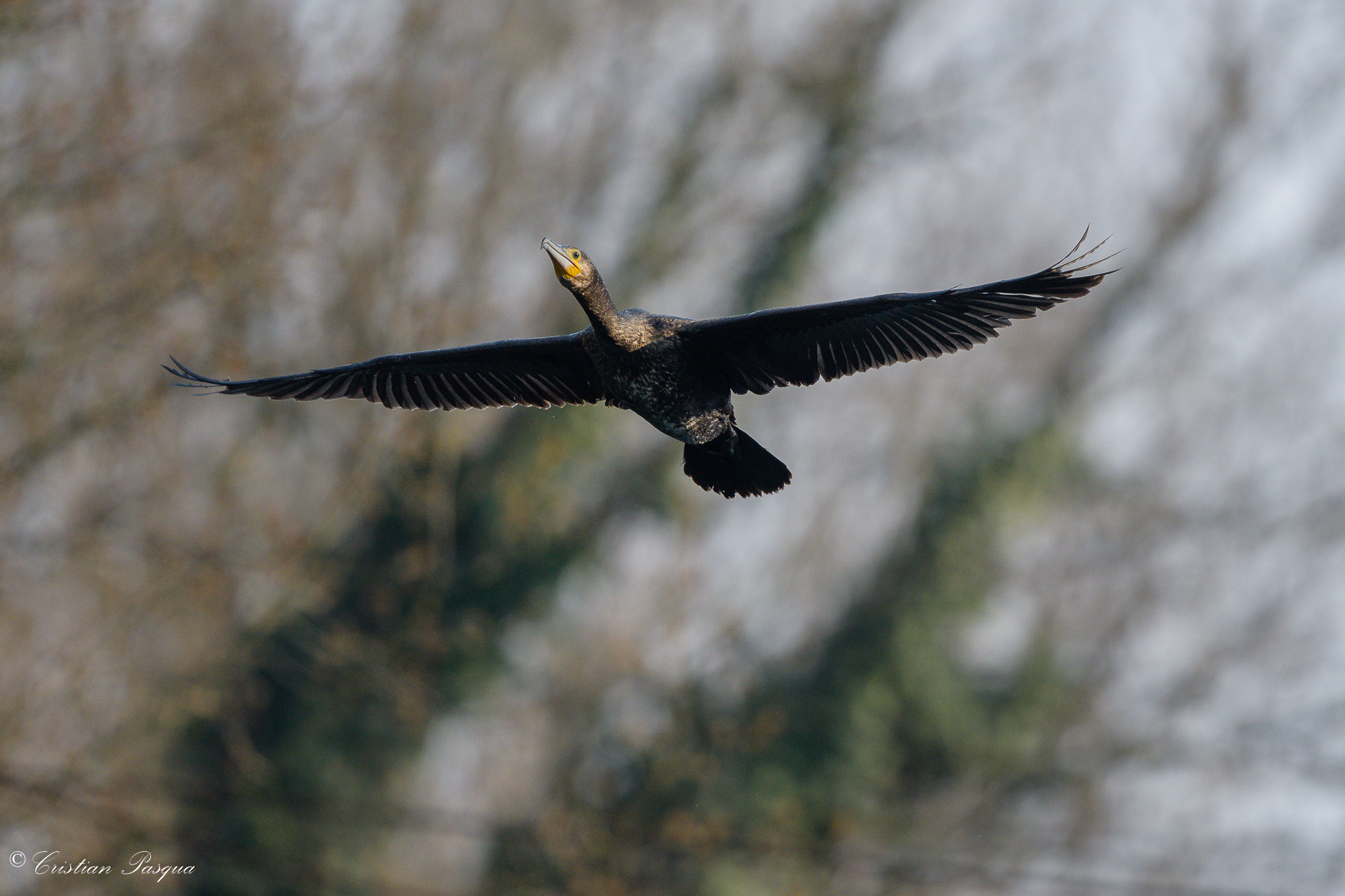Cormorant