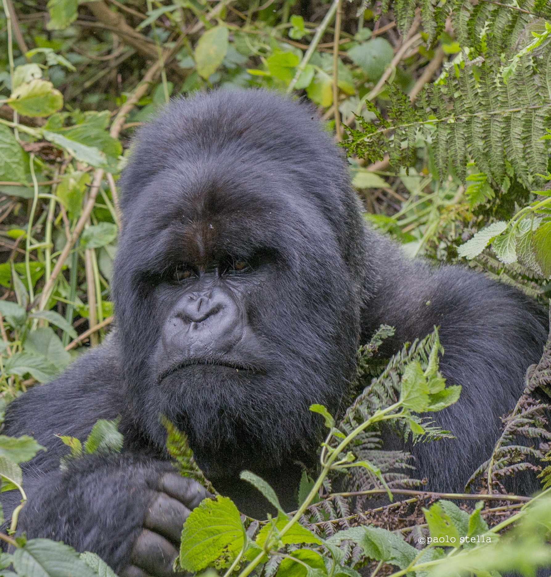 Munyinya, Hirwa's silverback