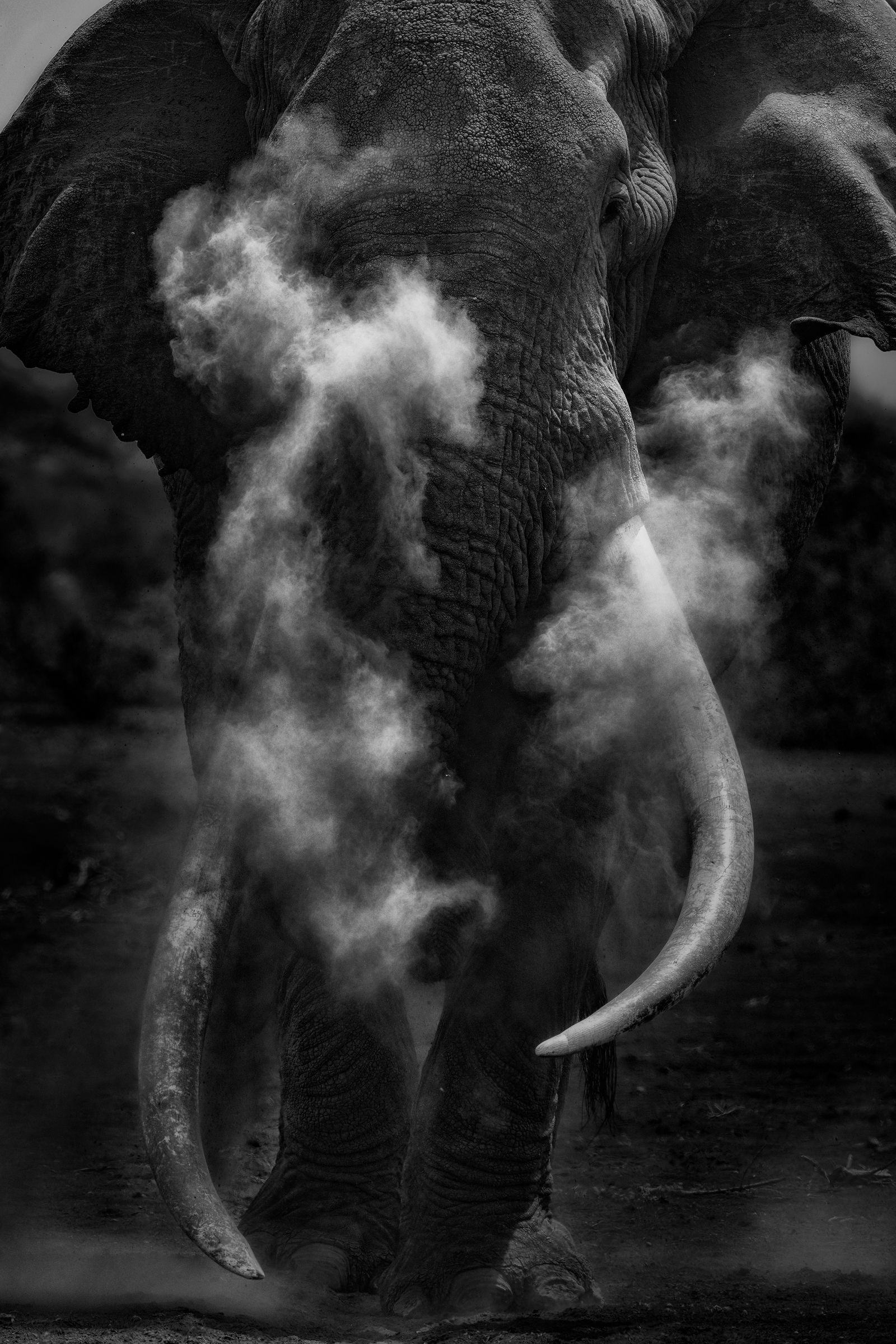 Tim, il grande tusker b/n