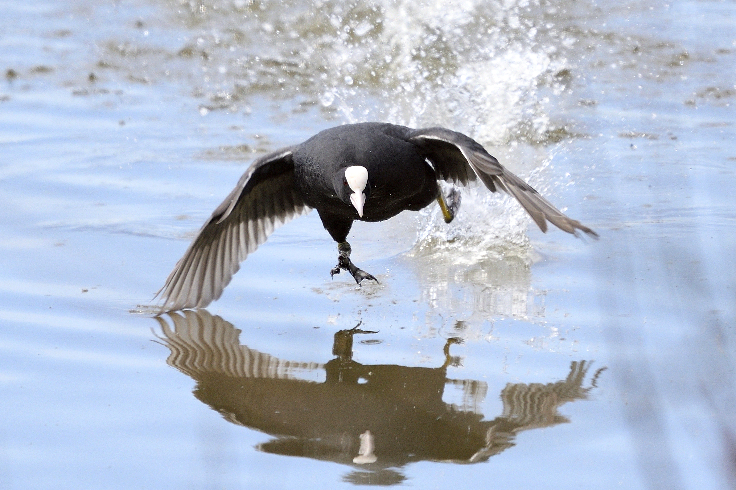 angry coot