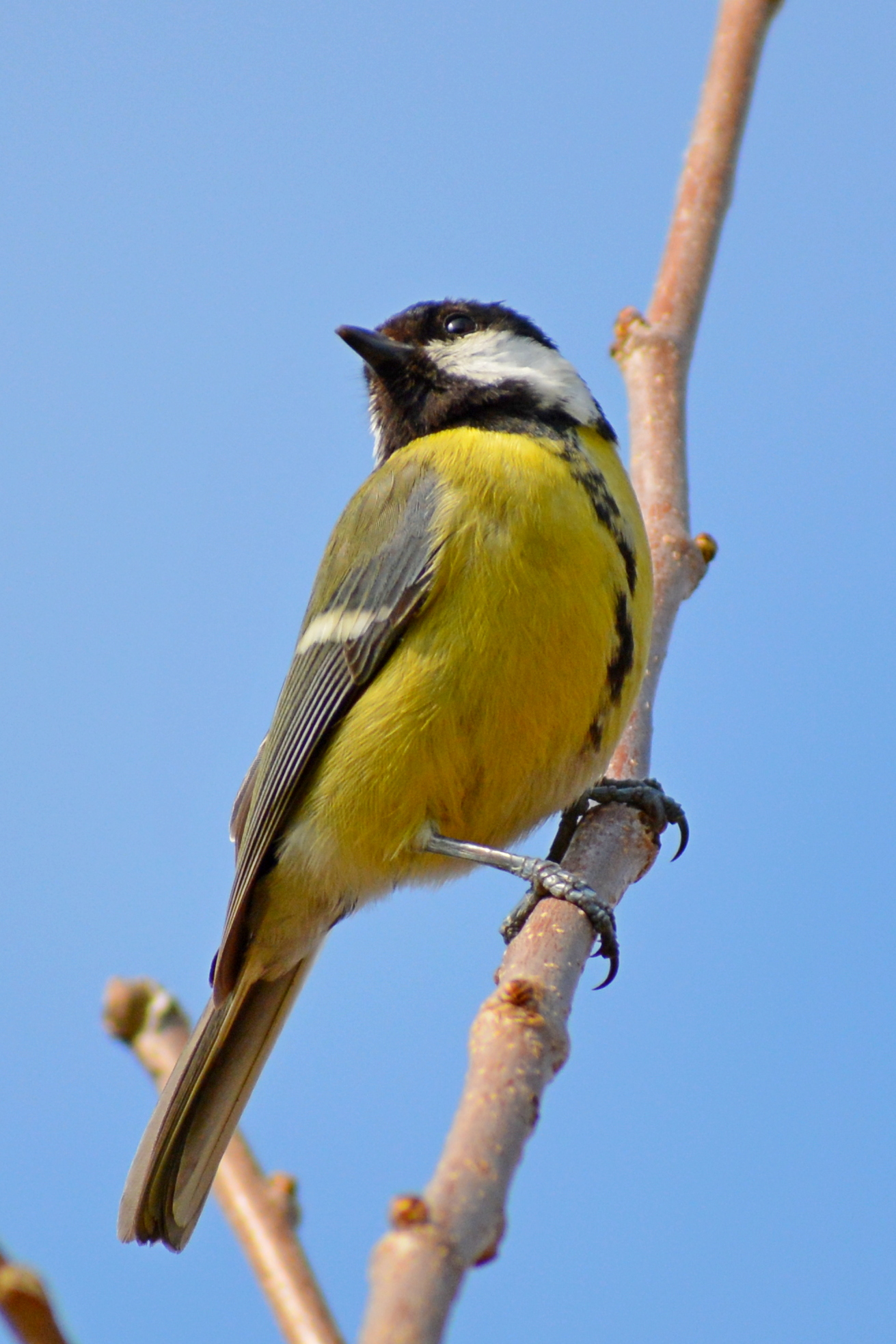 titmouse