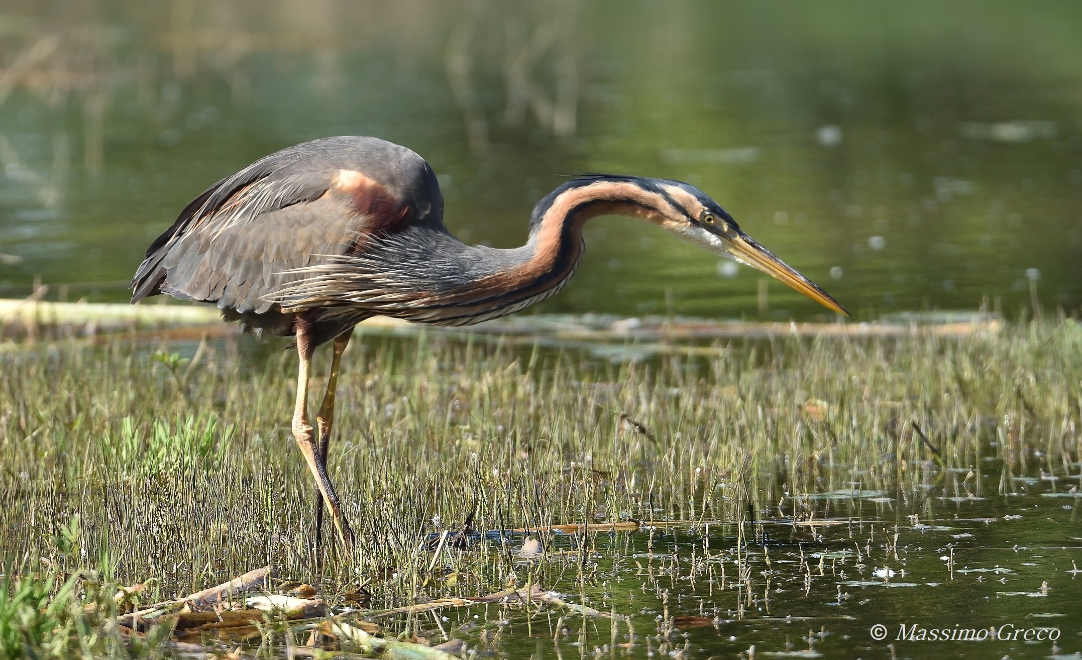 Airone rosso (Ardea purpurea)