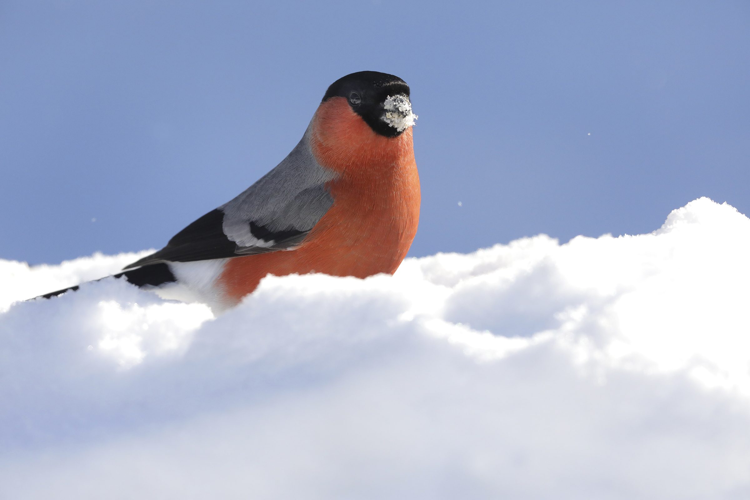 Bullfinch and the great cold