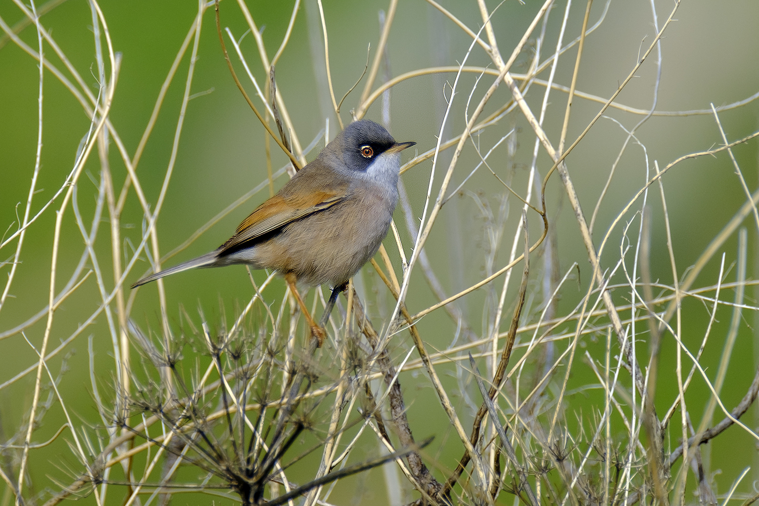 subalpine Warbler