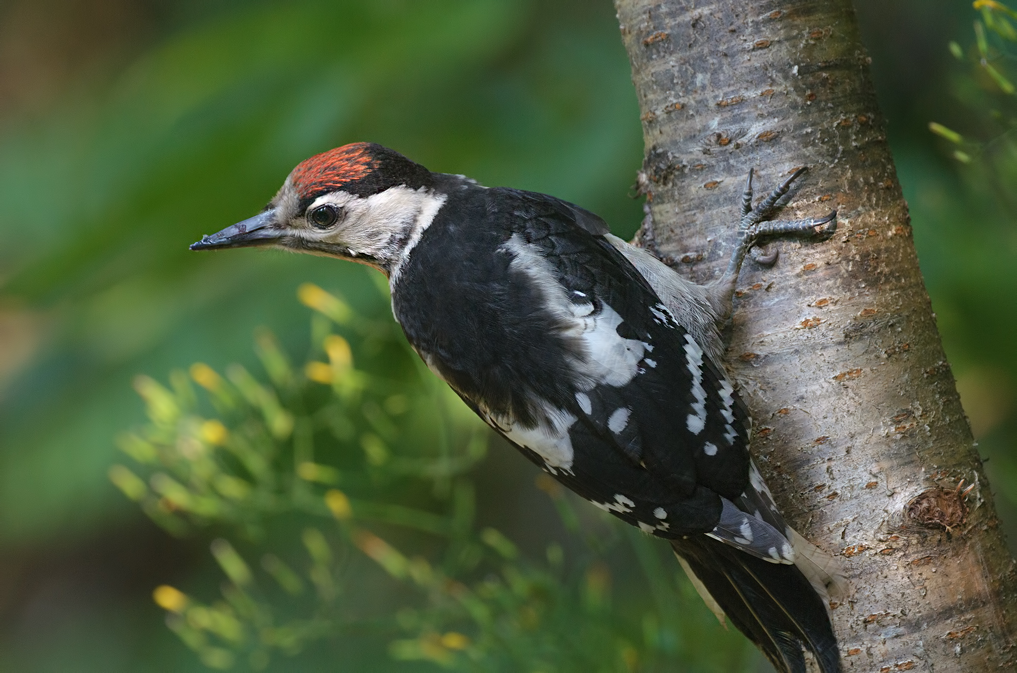 Young Great Spotted Woodpecker - Apuan Alps