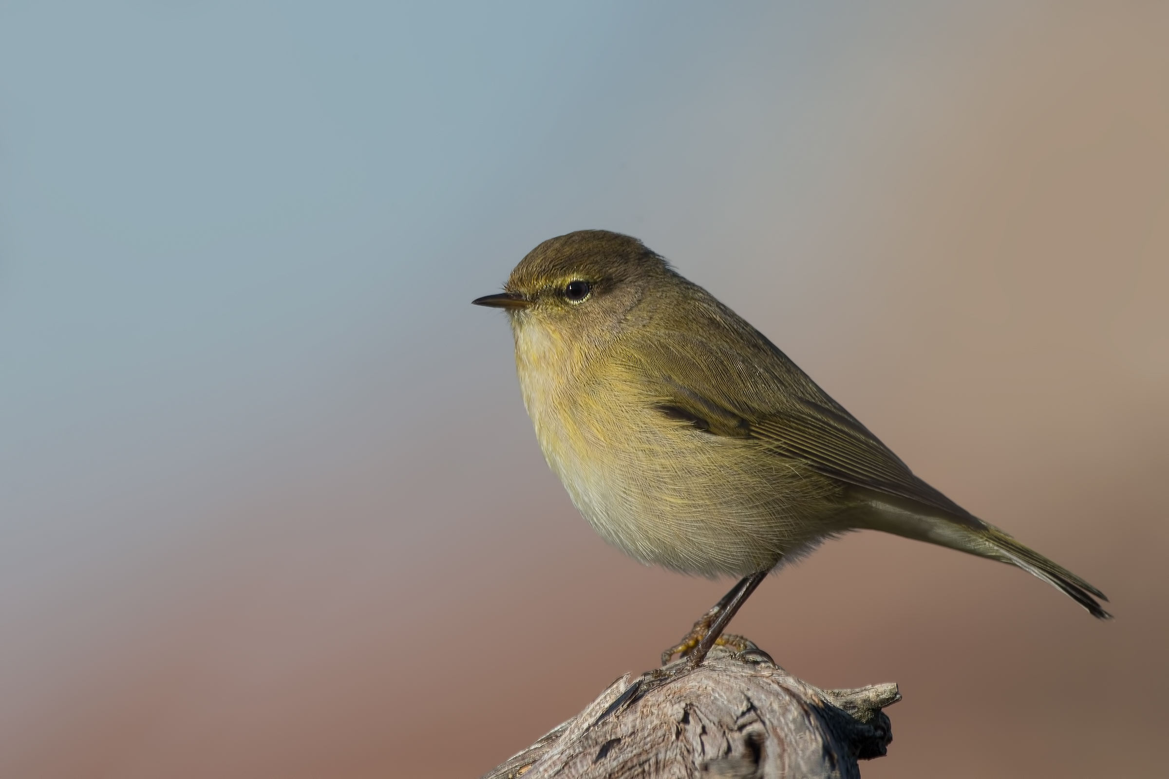 Luì piccolo (Phylloscopus collybita)