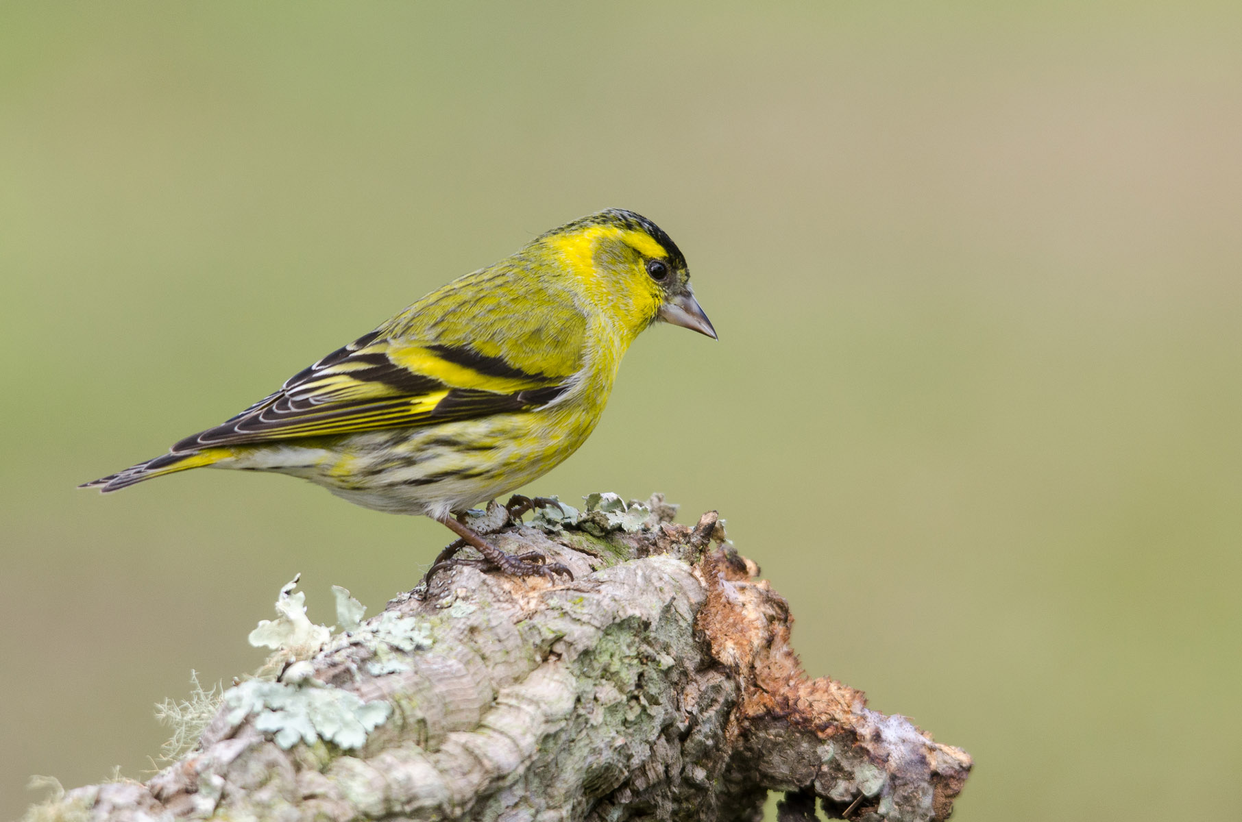 Carduelis spinus