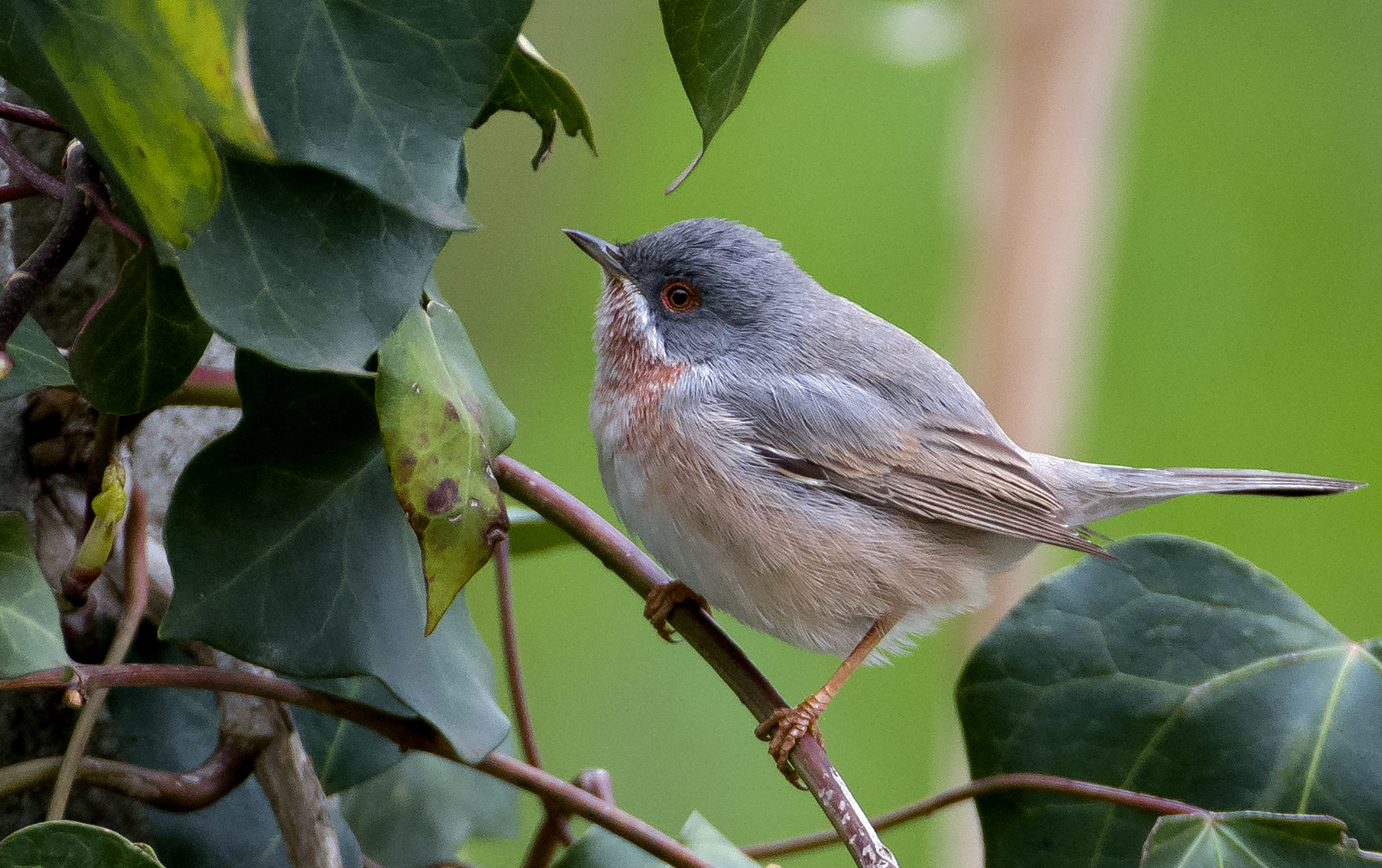 subalpine Warbler