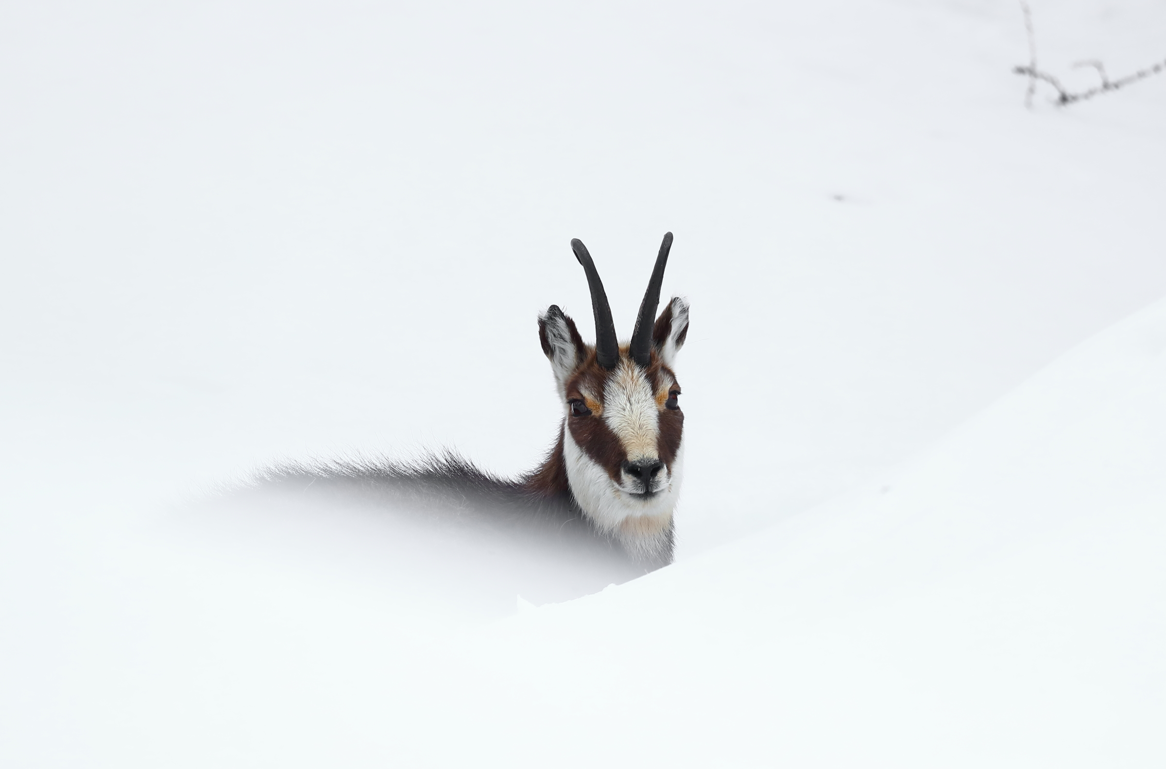 Immersed in the snow