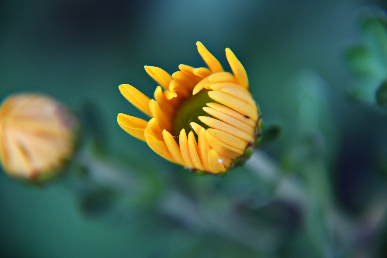 The life that blooms