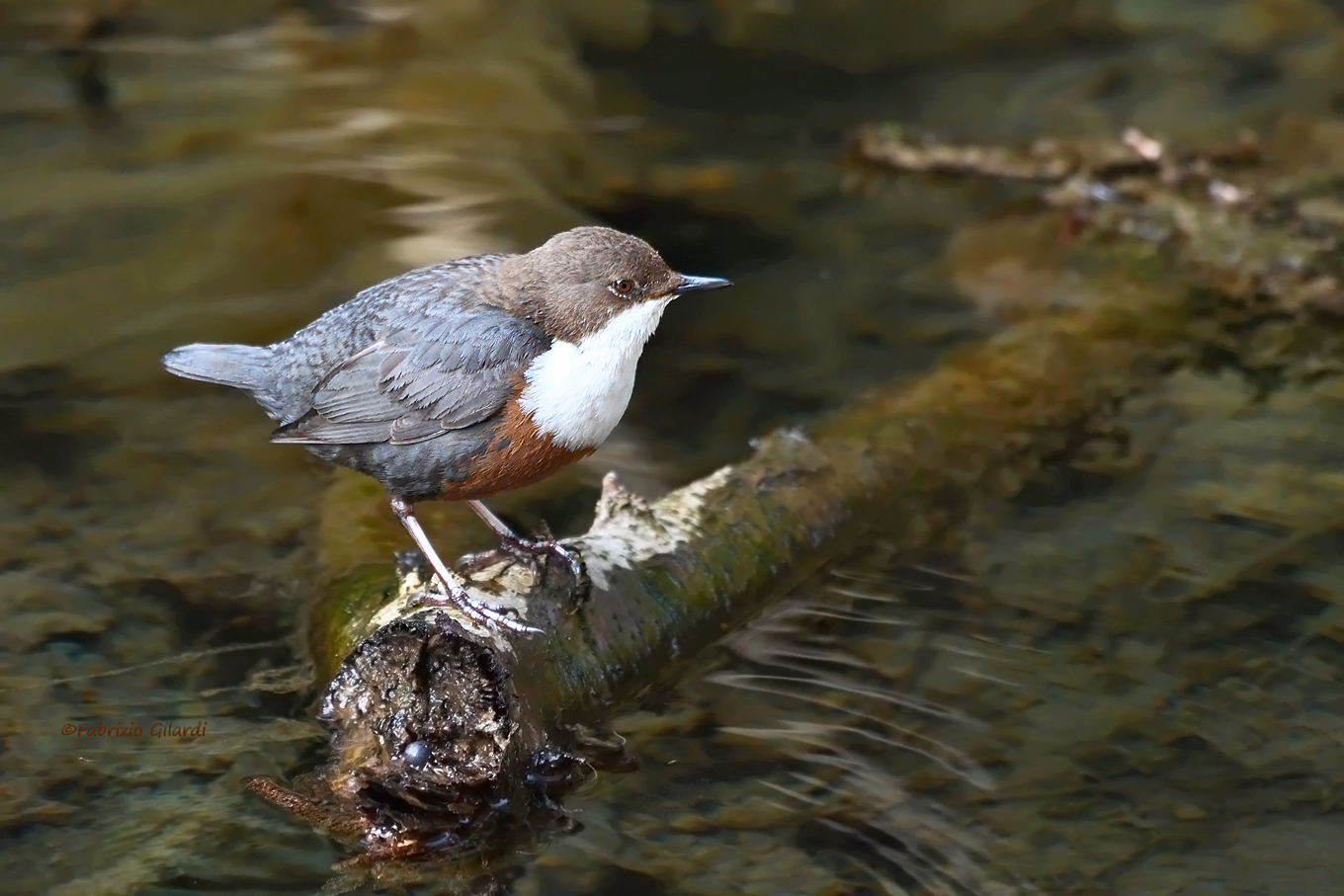 Dipper (Cinclus cinclus)