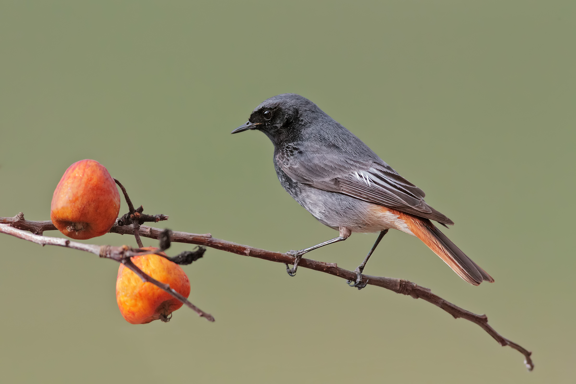 The Red-tailed Redstart and the wild apples