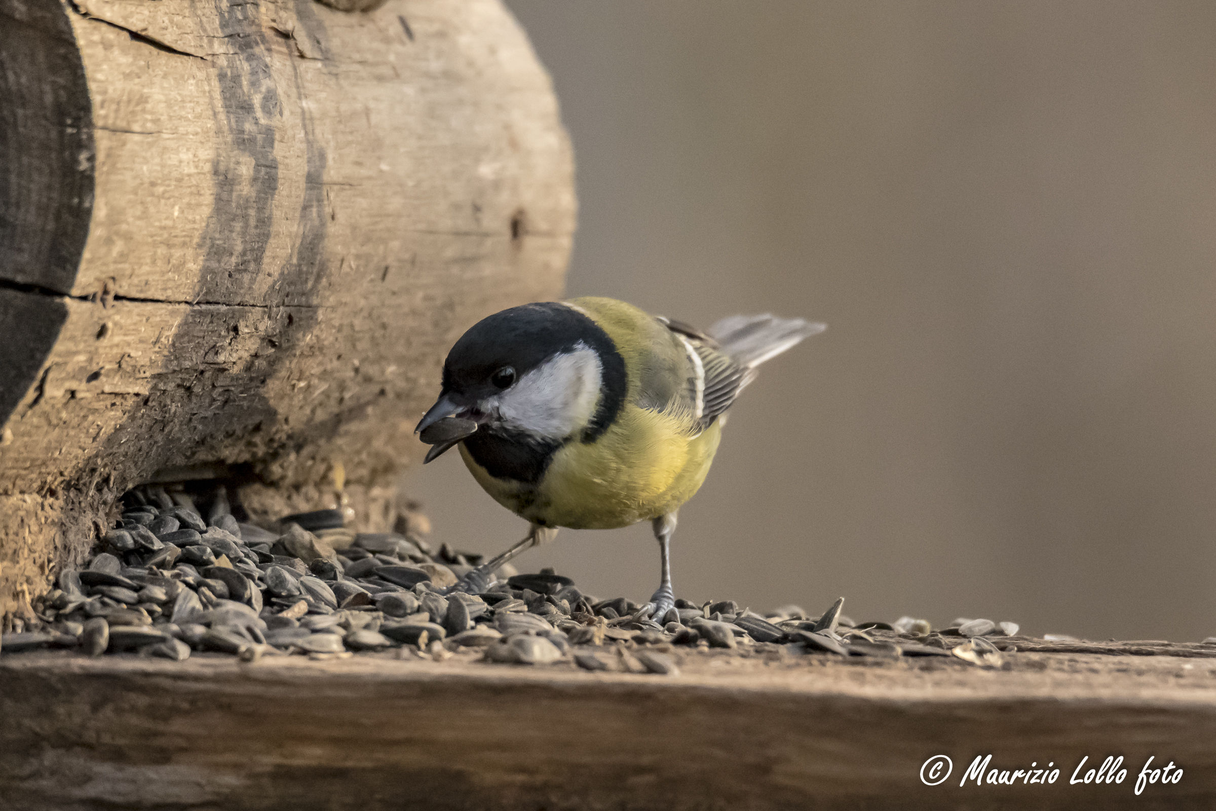 Great Tit