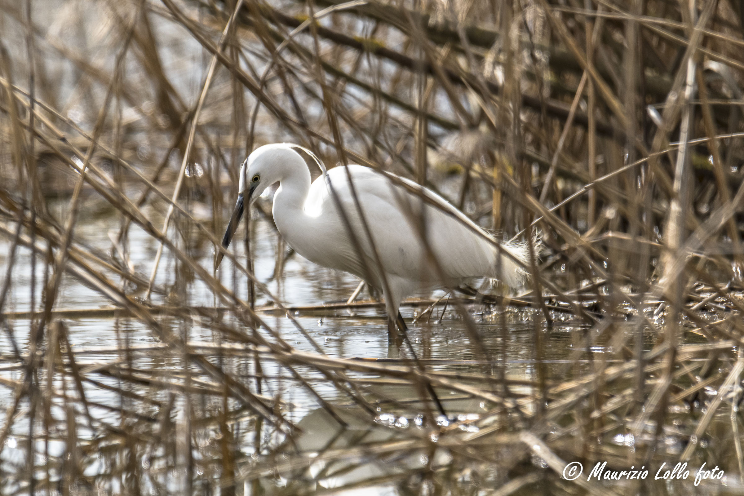 Timidona little egret