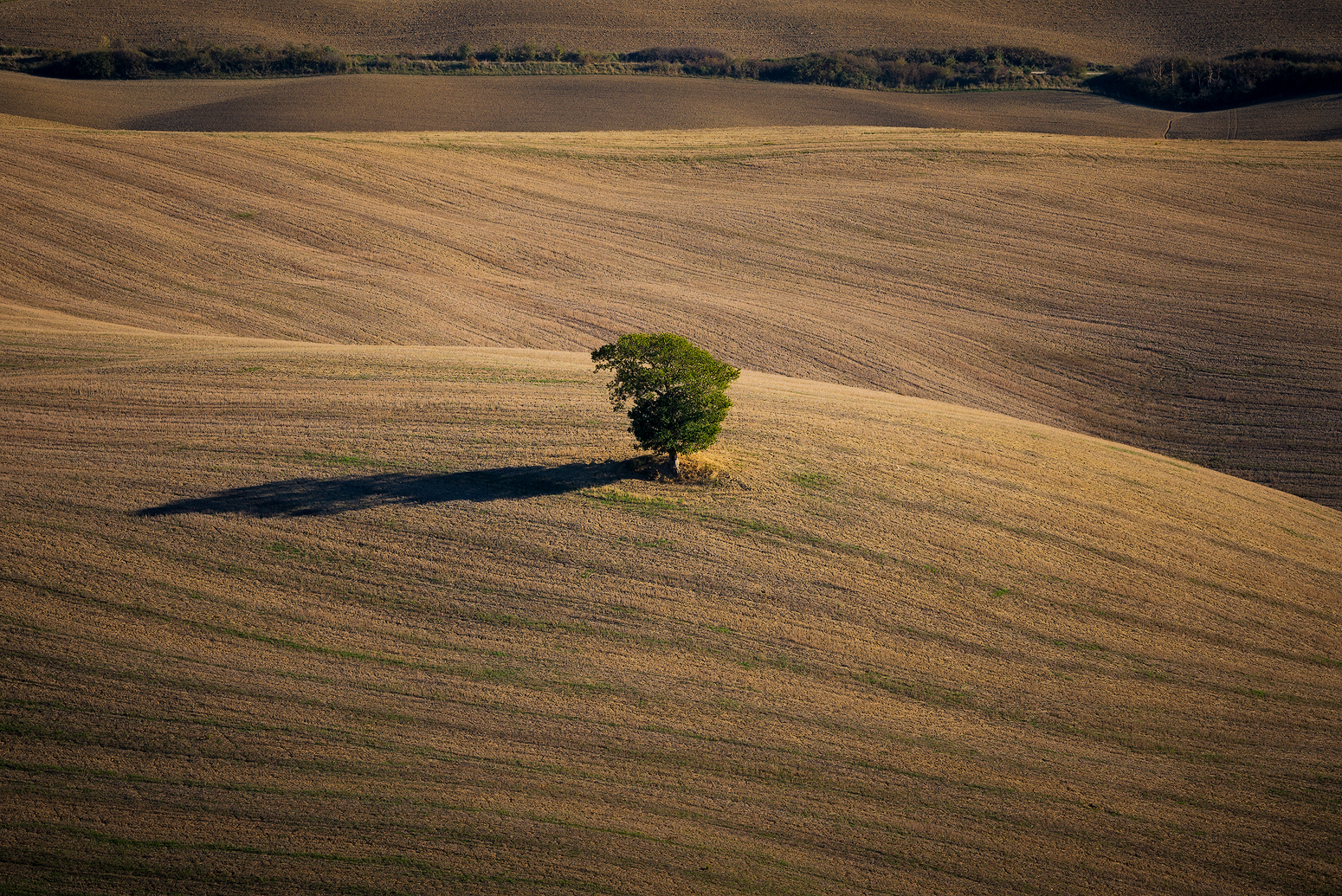 Alberello solitario