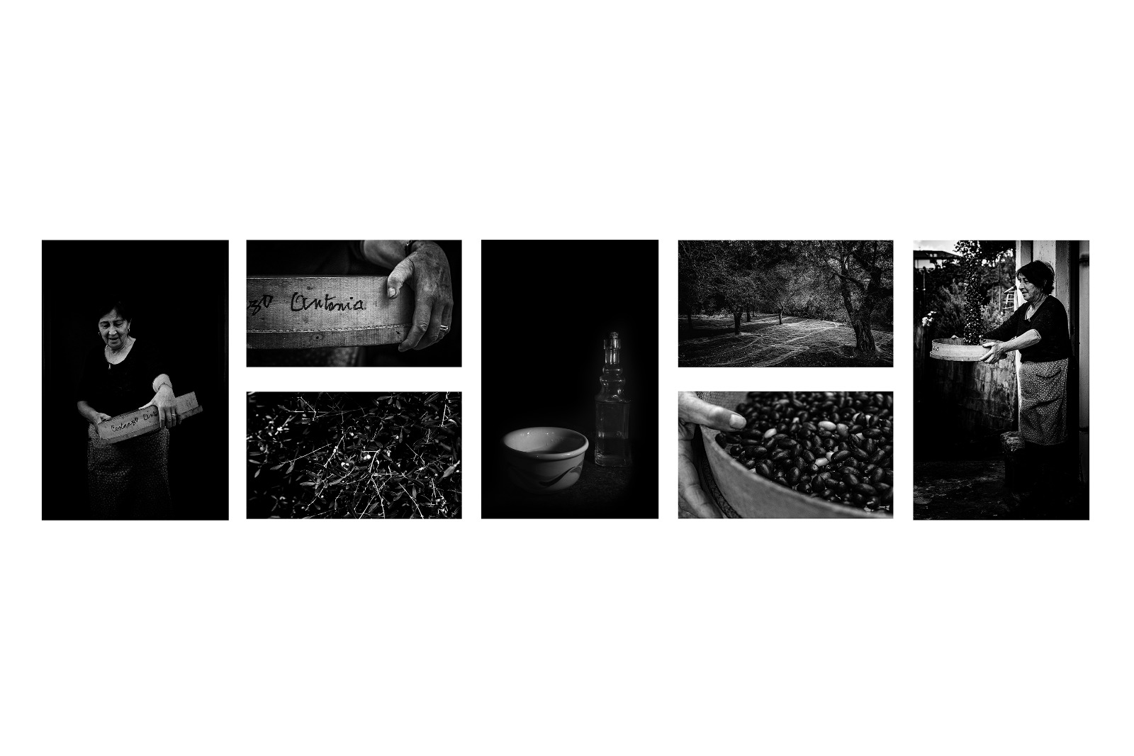 The olives of Antonia