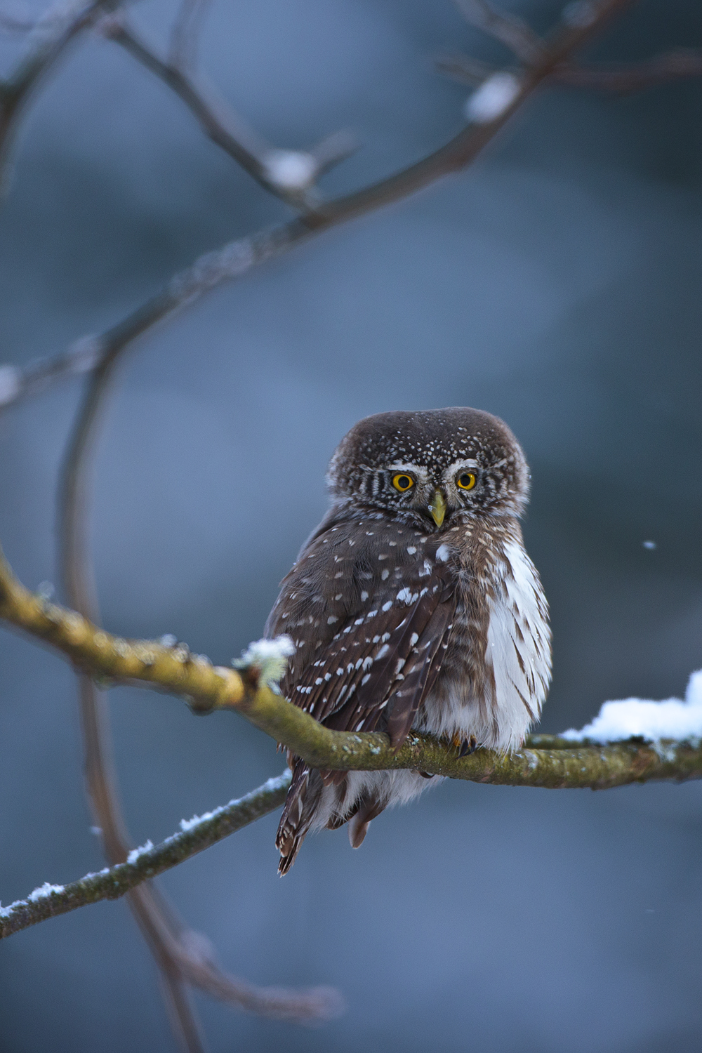 Pygmy Owl