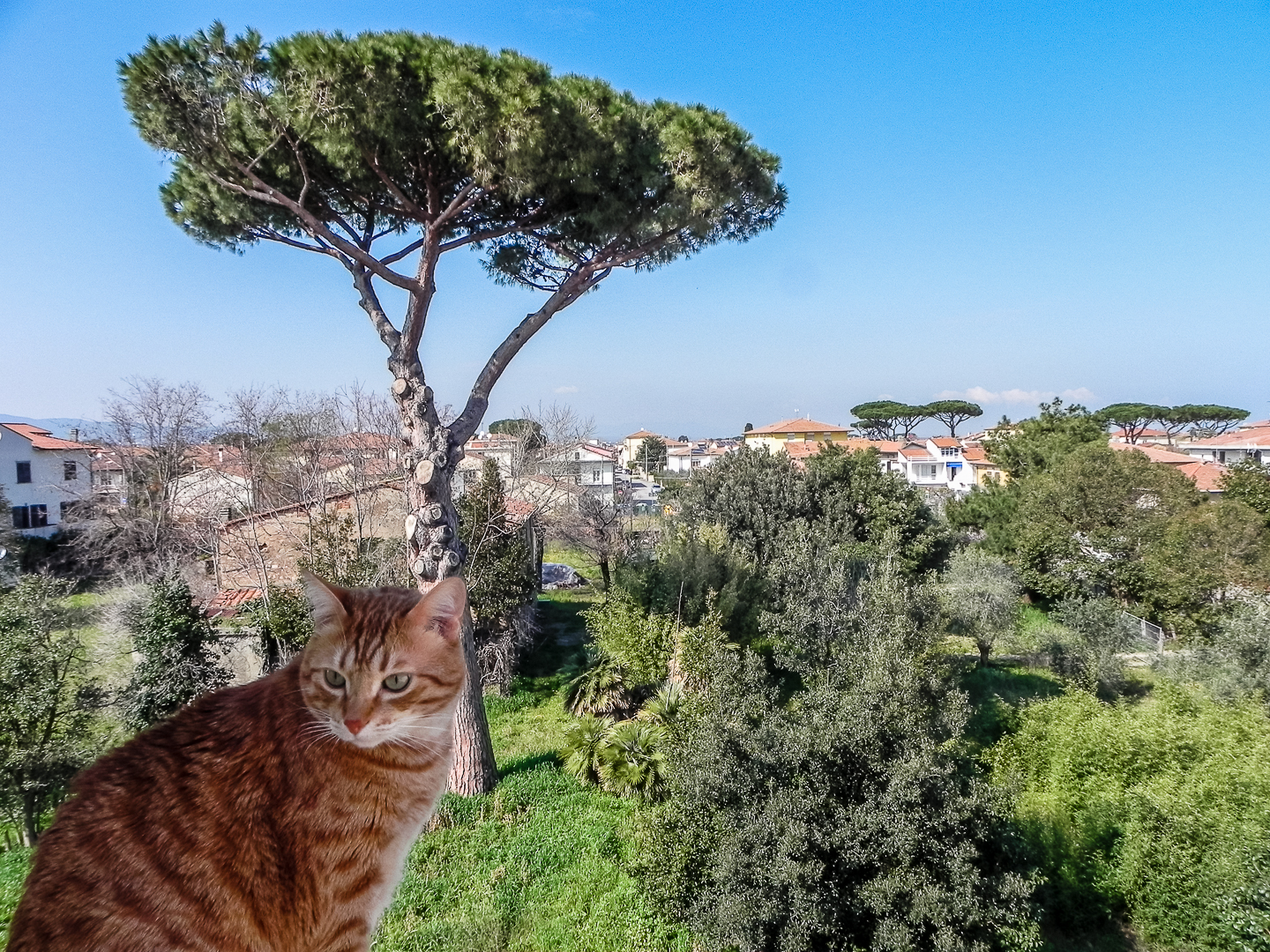 Tai Chi and the Maritime Pine