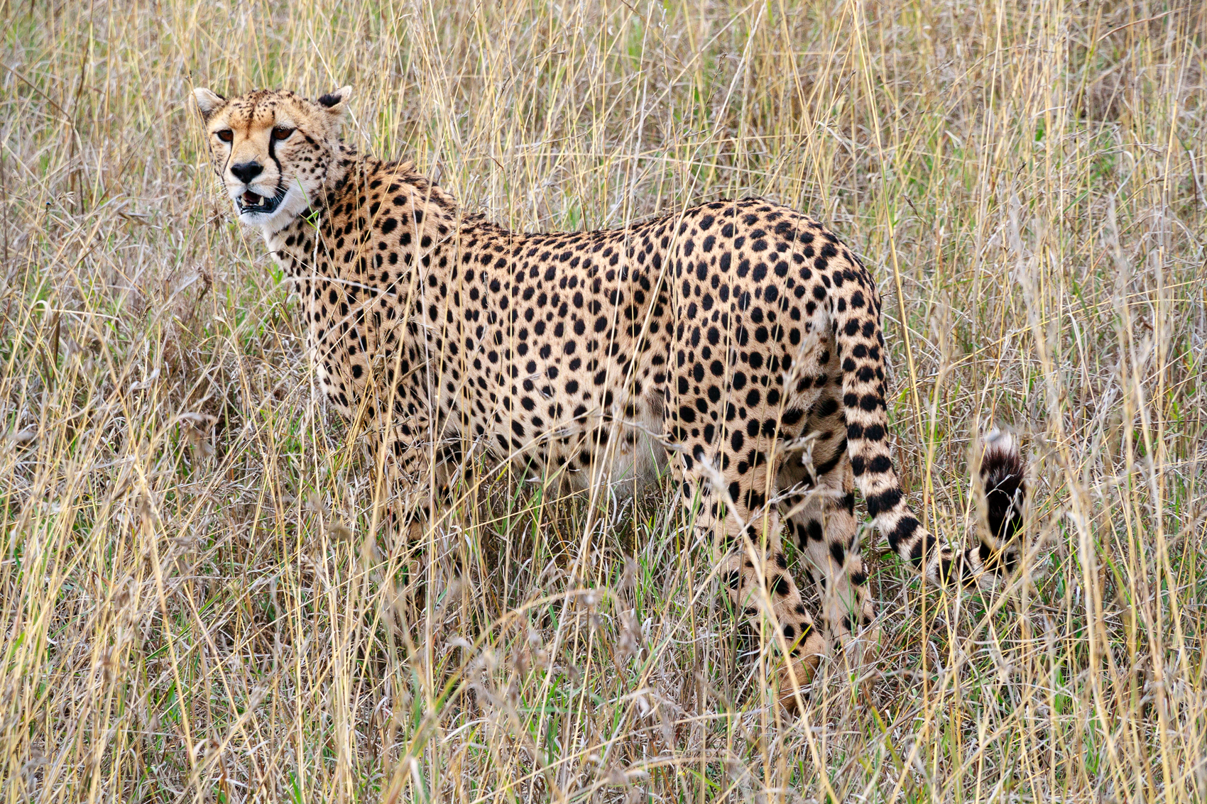 cheetah