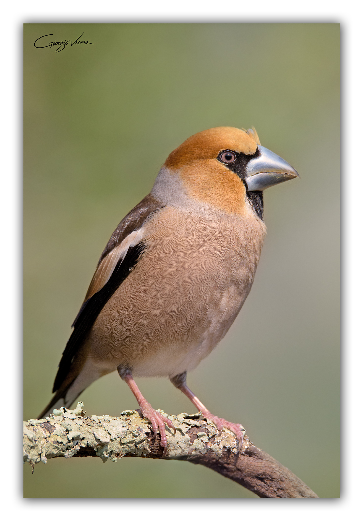 Hawfinch in postcard