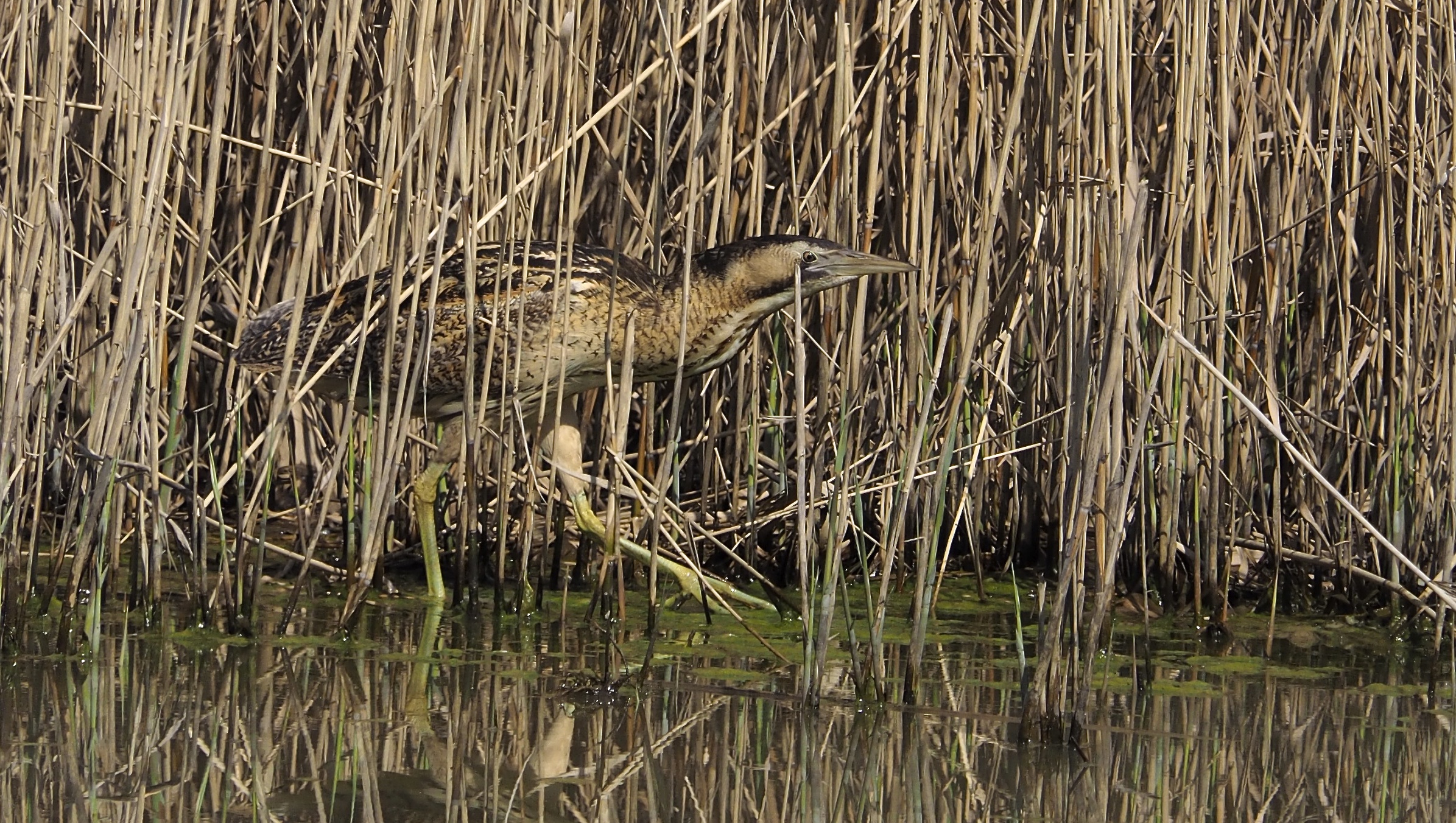 Mimetic Bittern