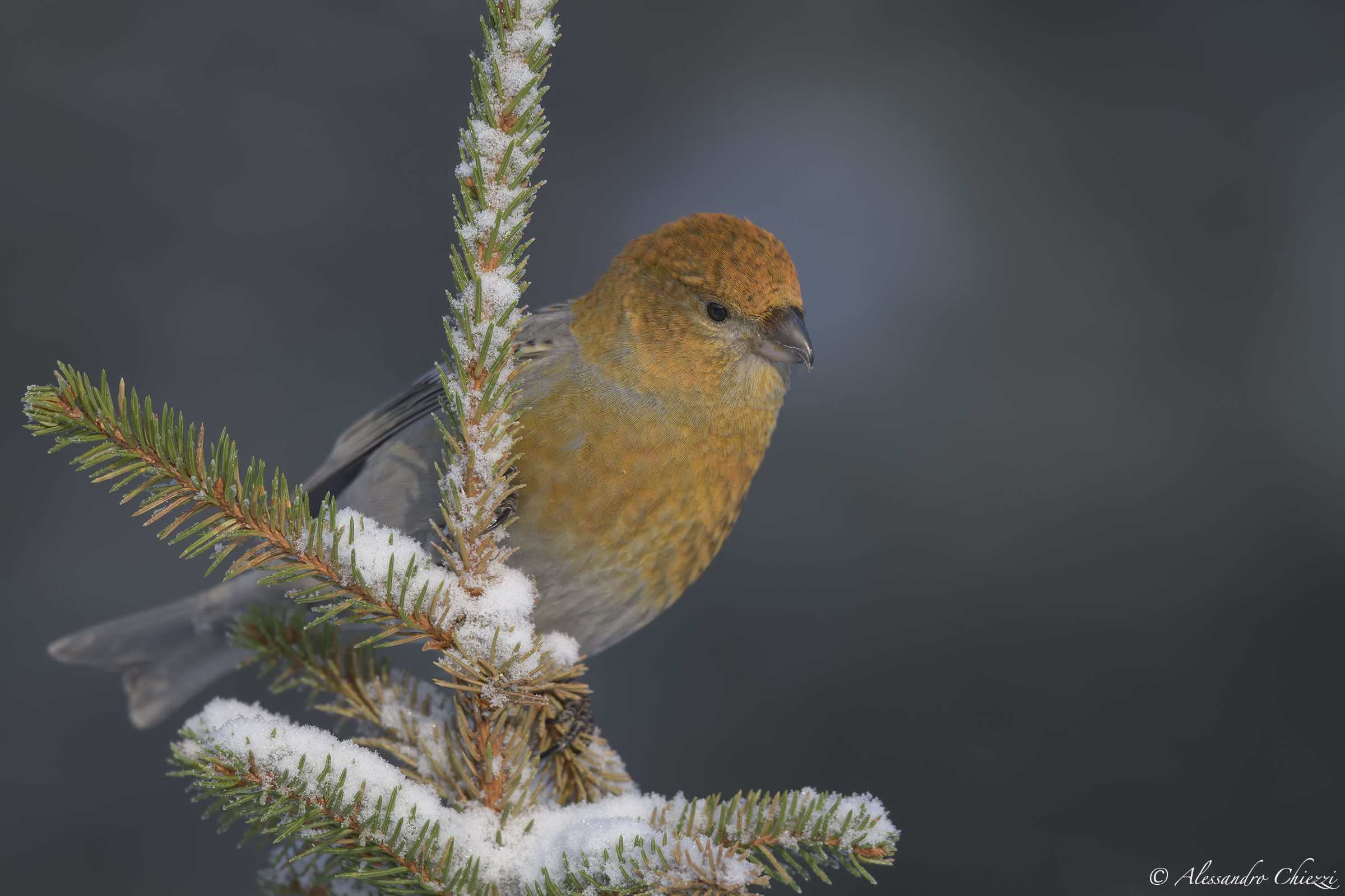 Ciuffolotto delle pinete