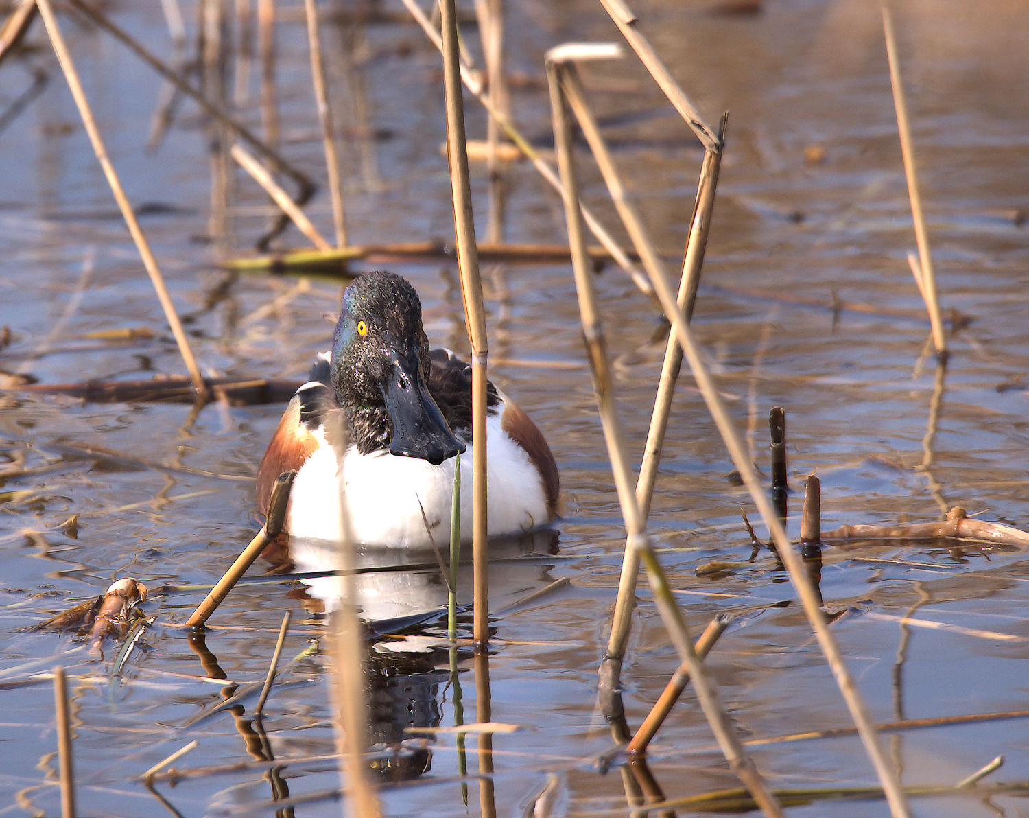 Male shoveler