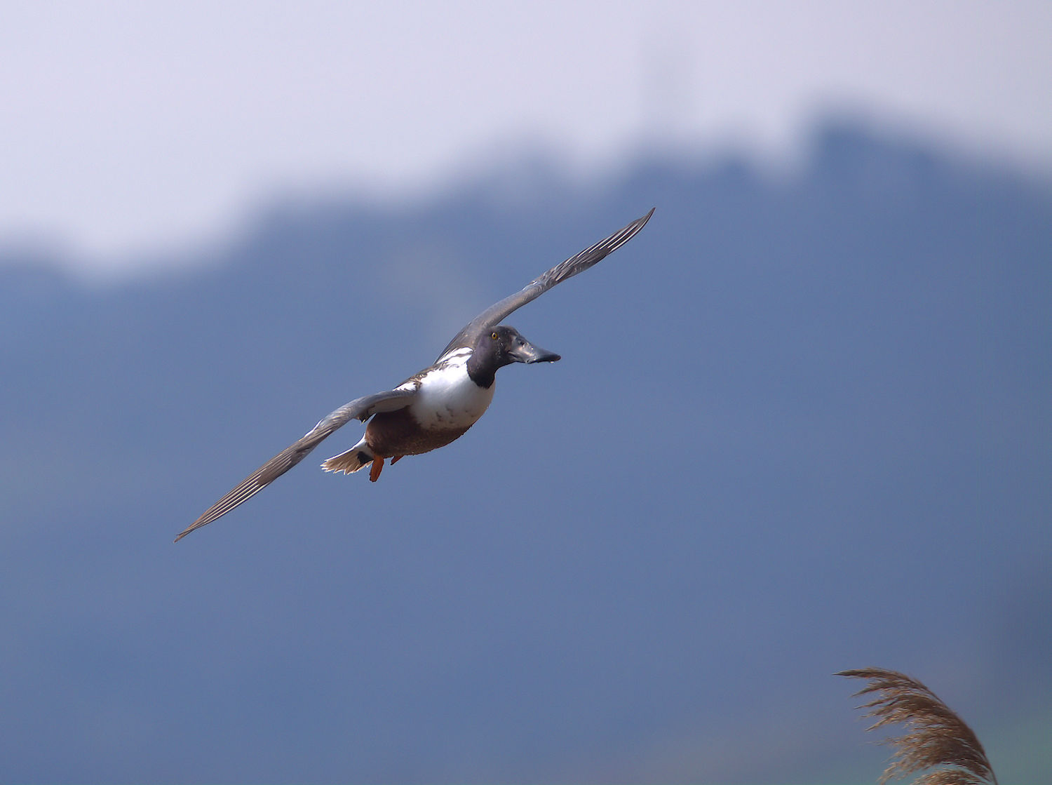 Male shoveler