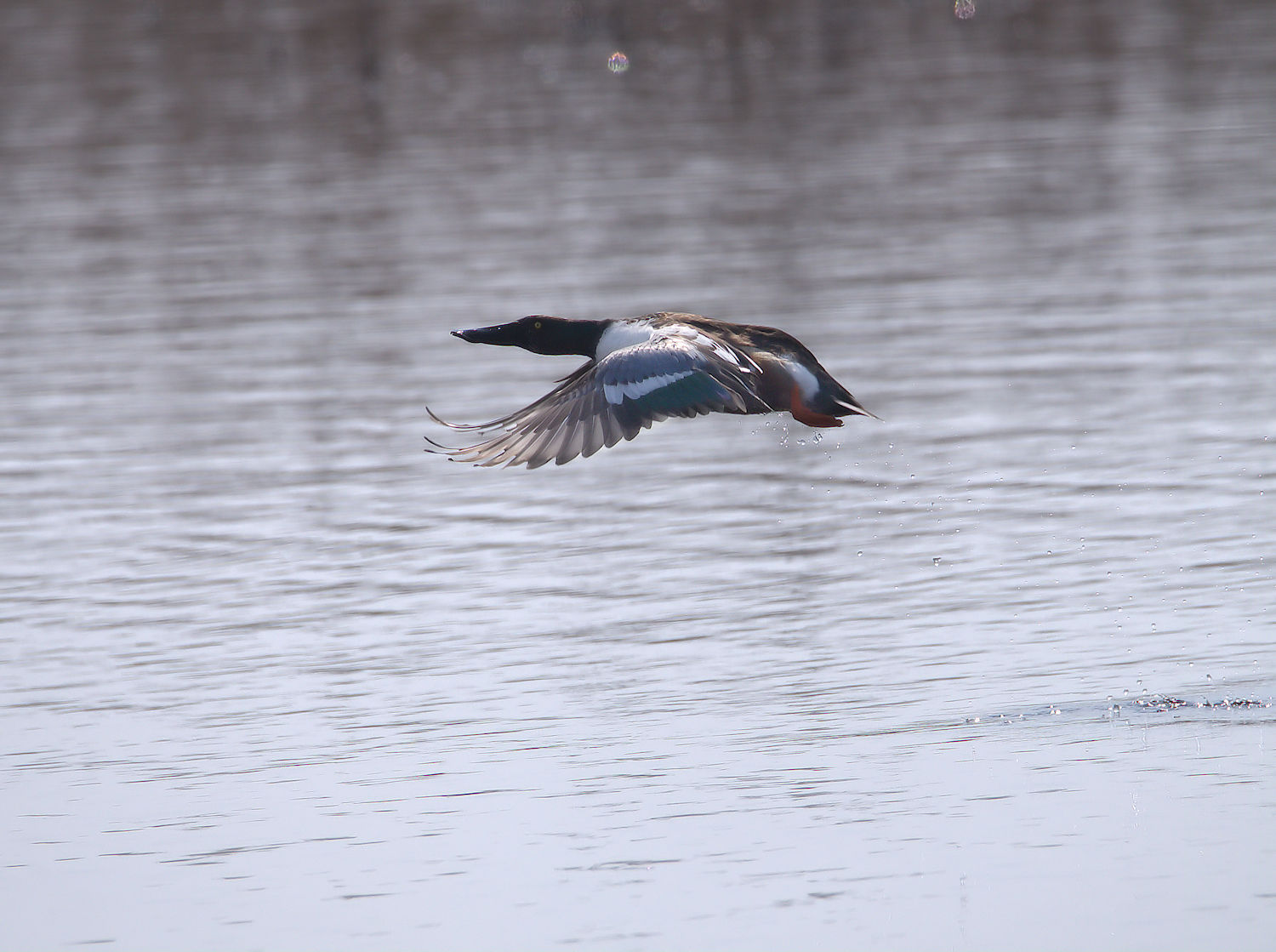 Male shoveler