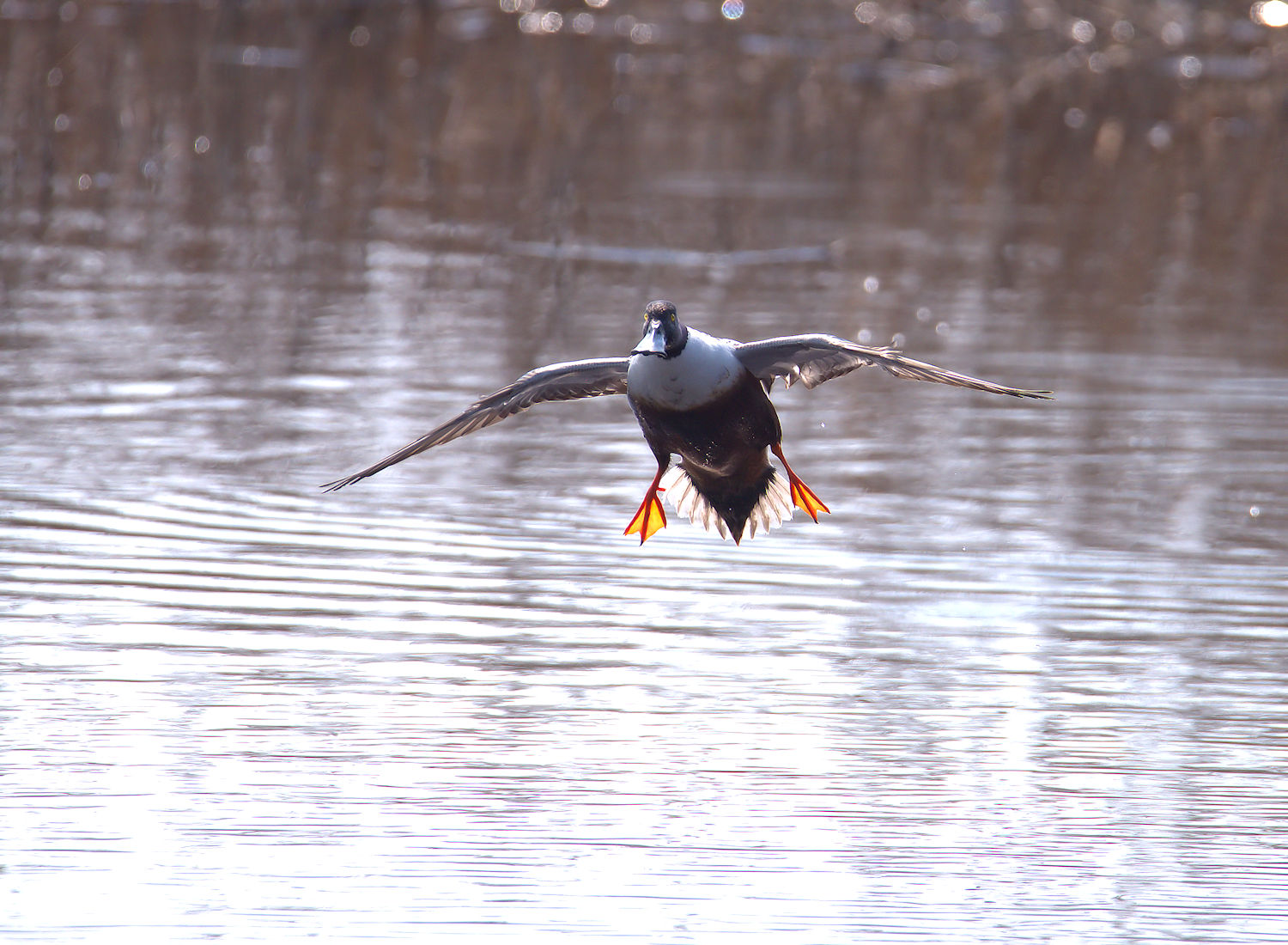 Male shoveler