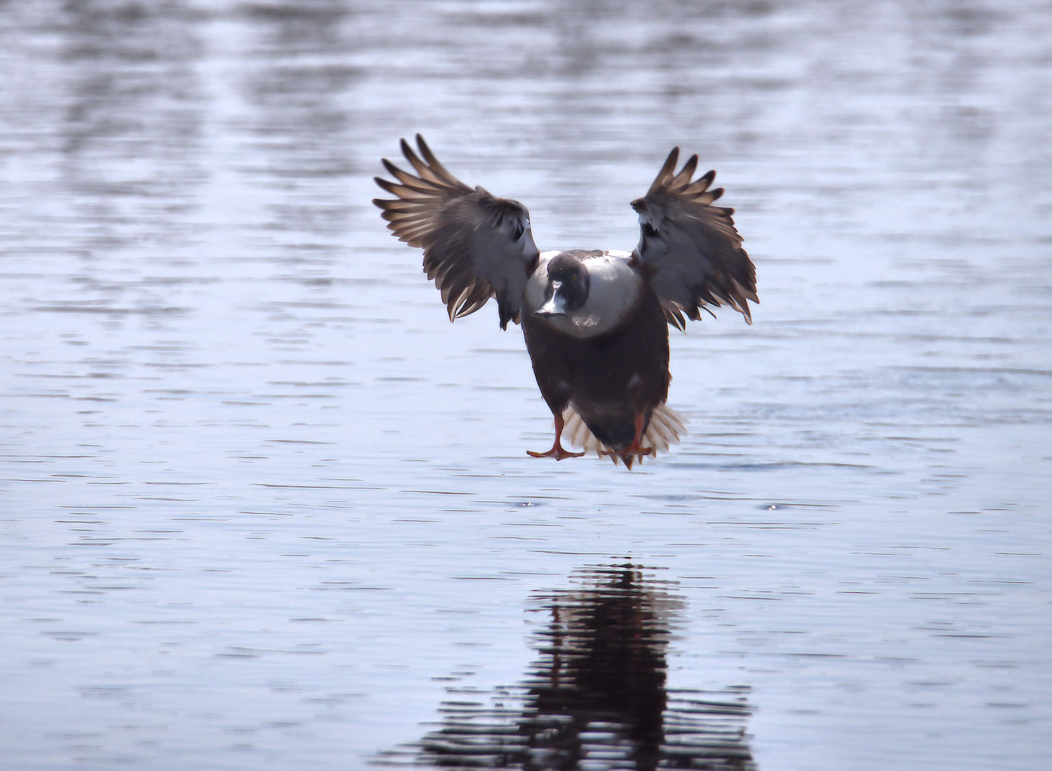 Male shoveler
