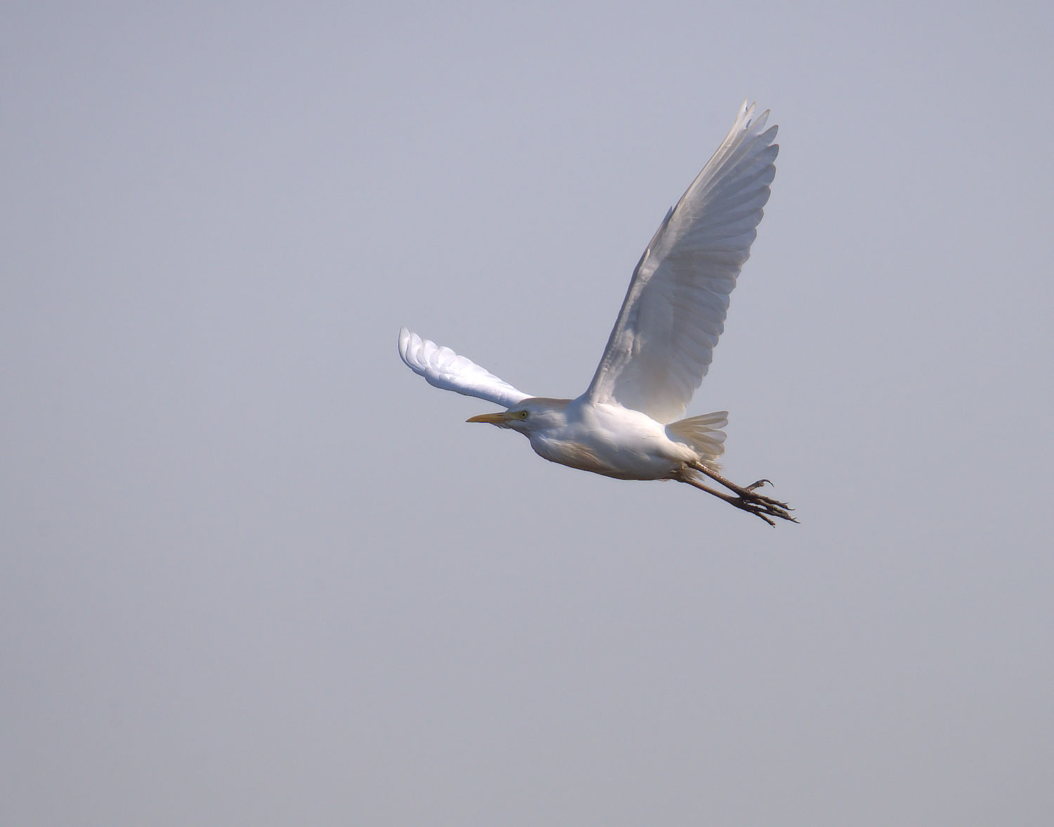 Cattle egret