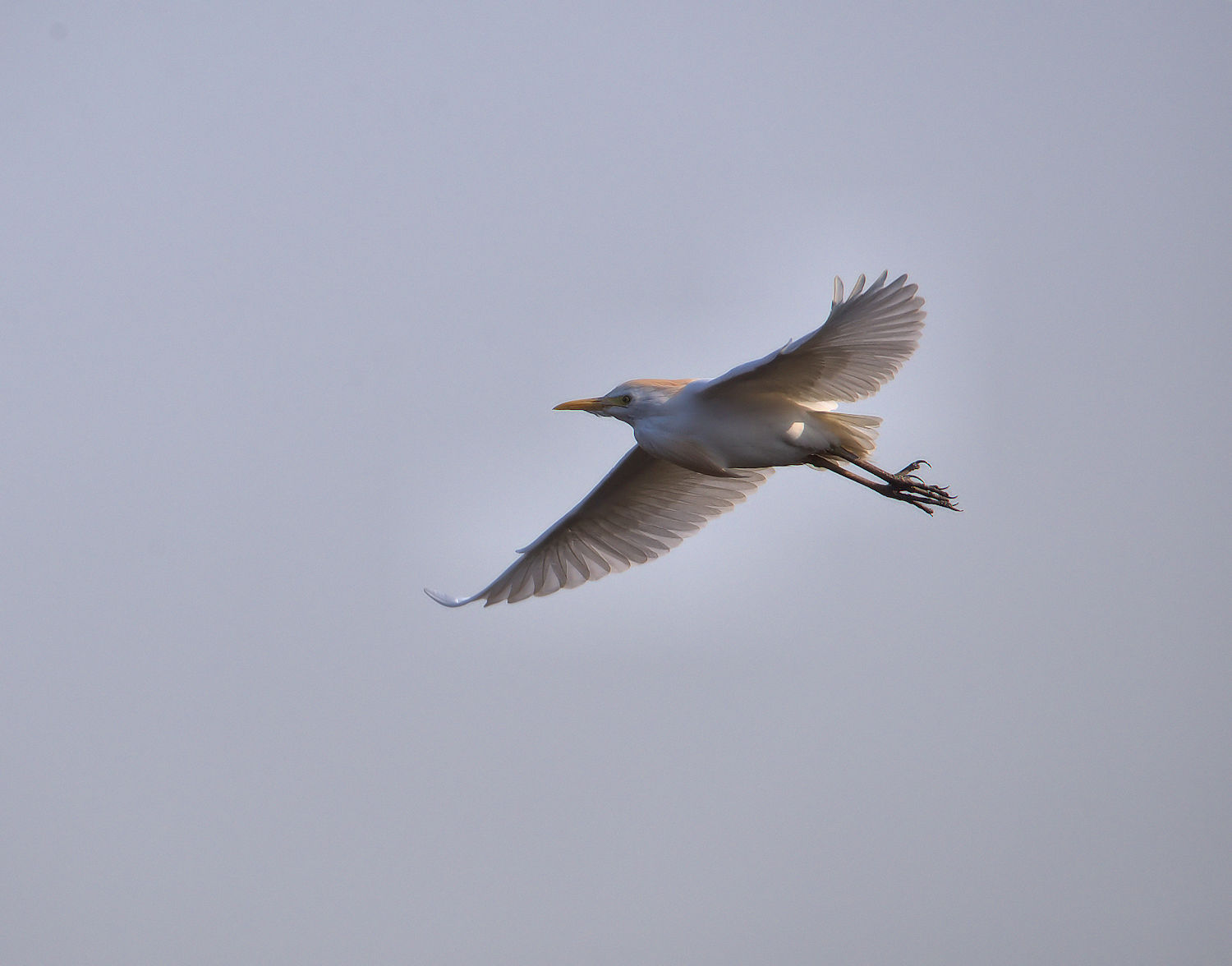 Cattle egret