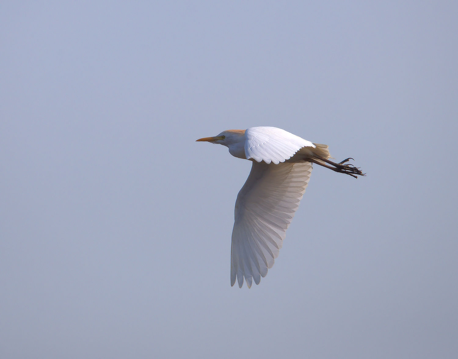 Cattle egret