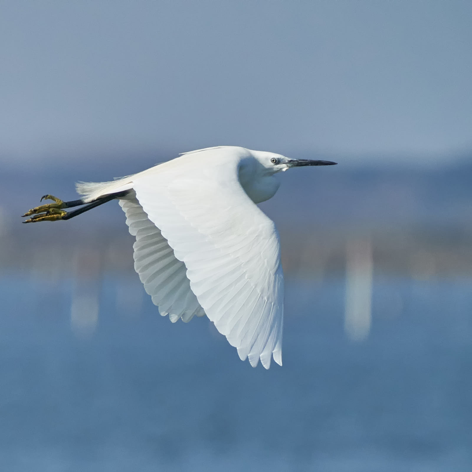 Bianche sfumature in volo