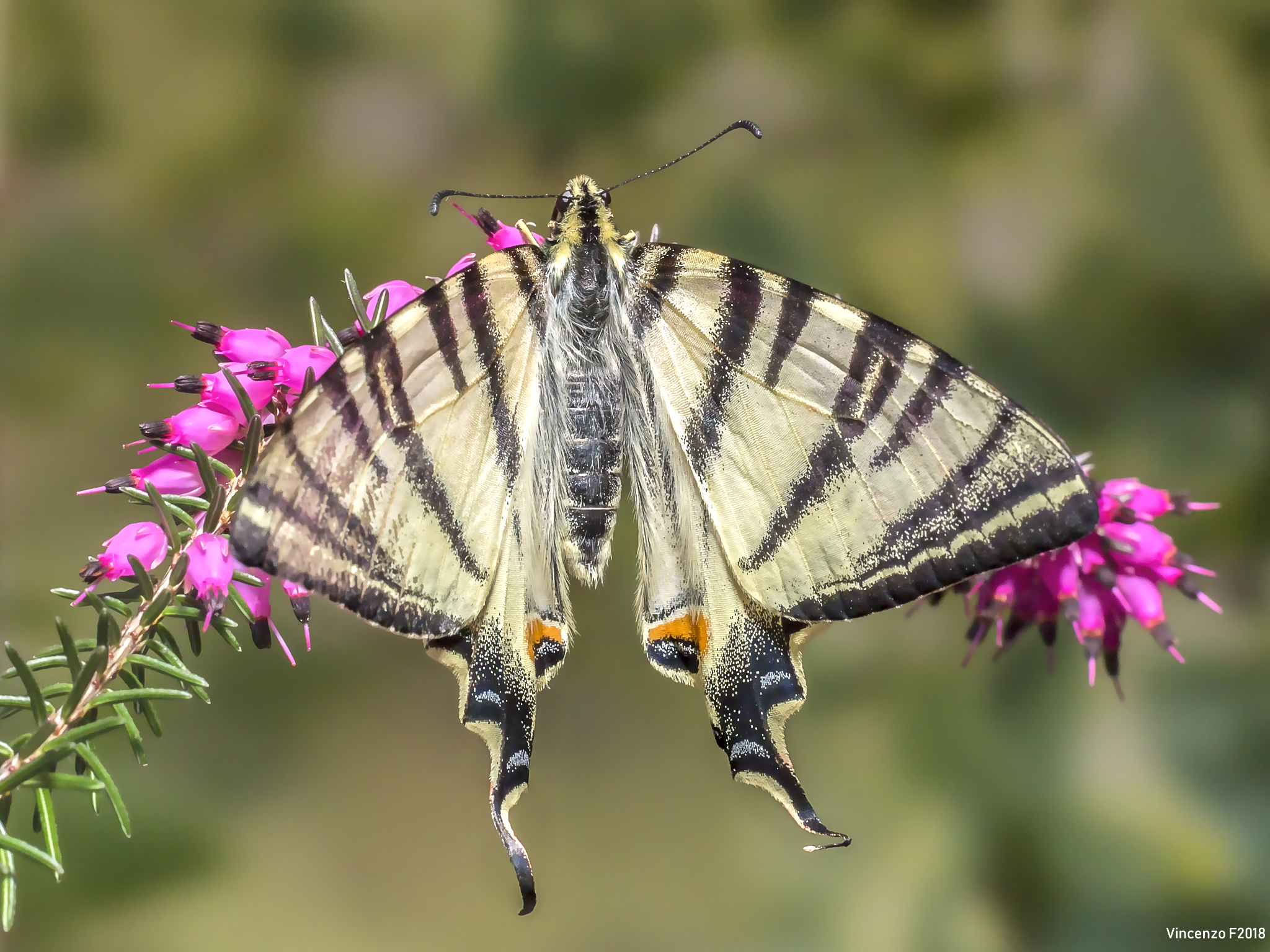 Swallowtail