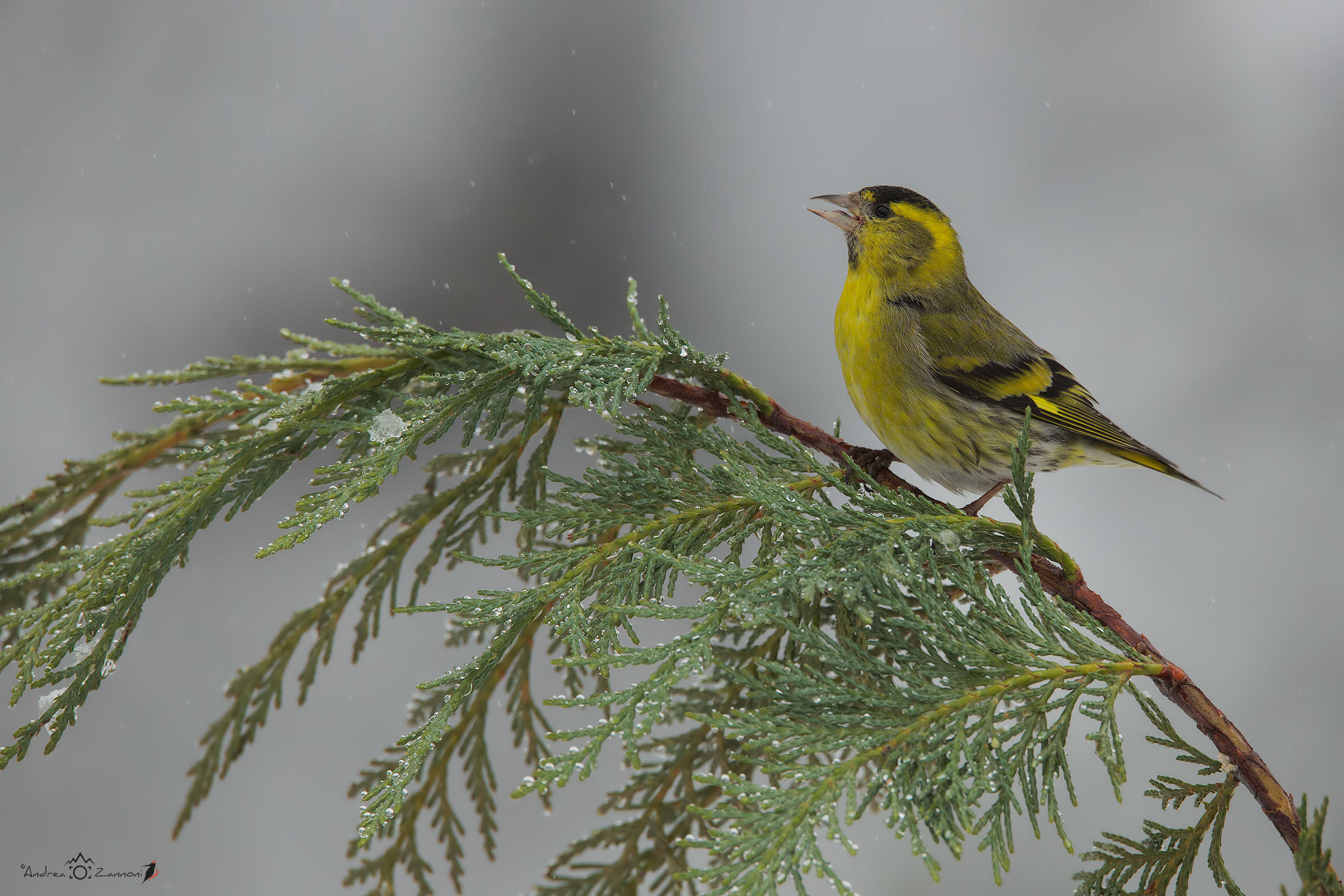 Siskin