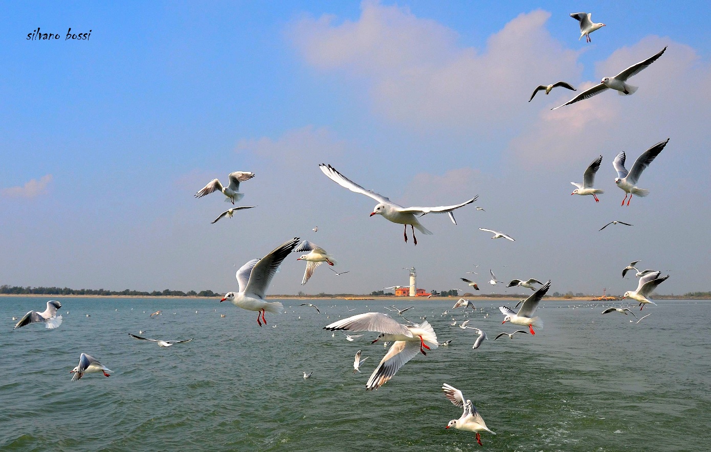 volo di gabbiani