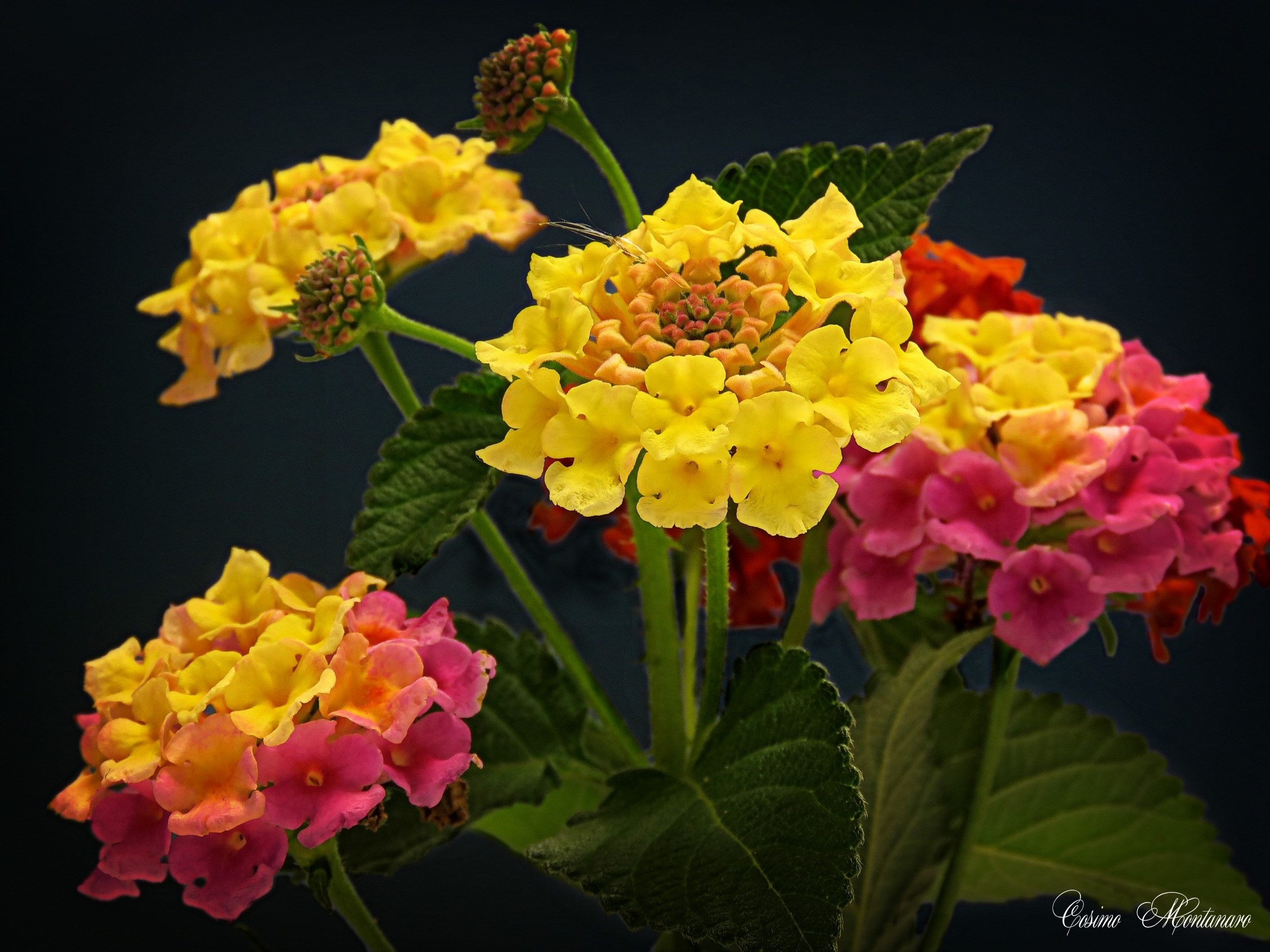 Lantana camara