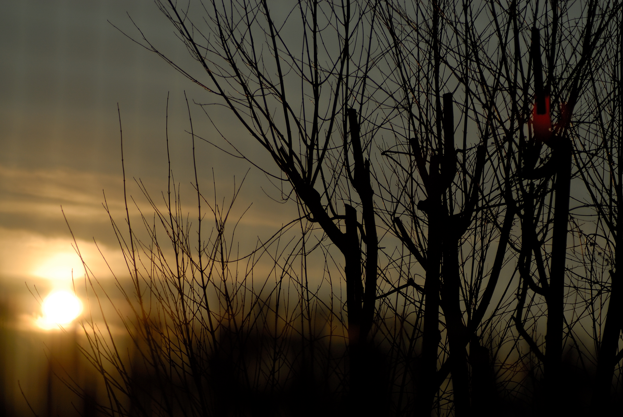 sunset through a camouflage net