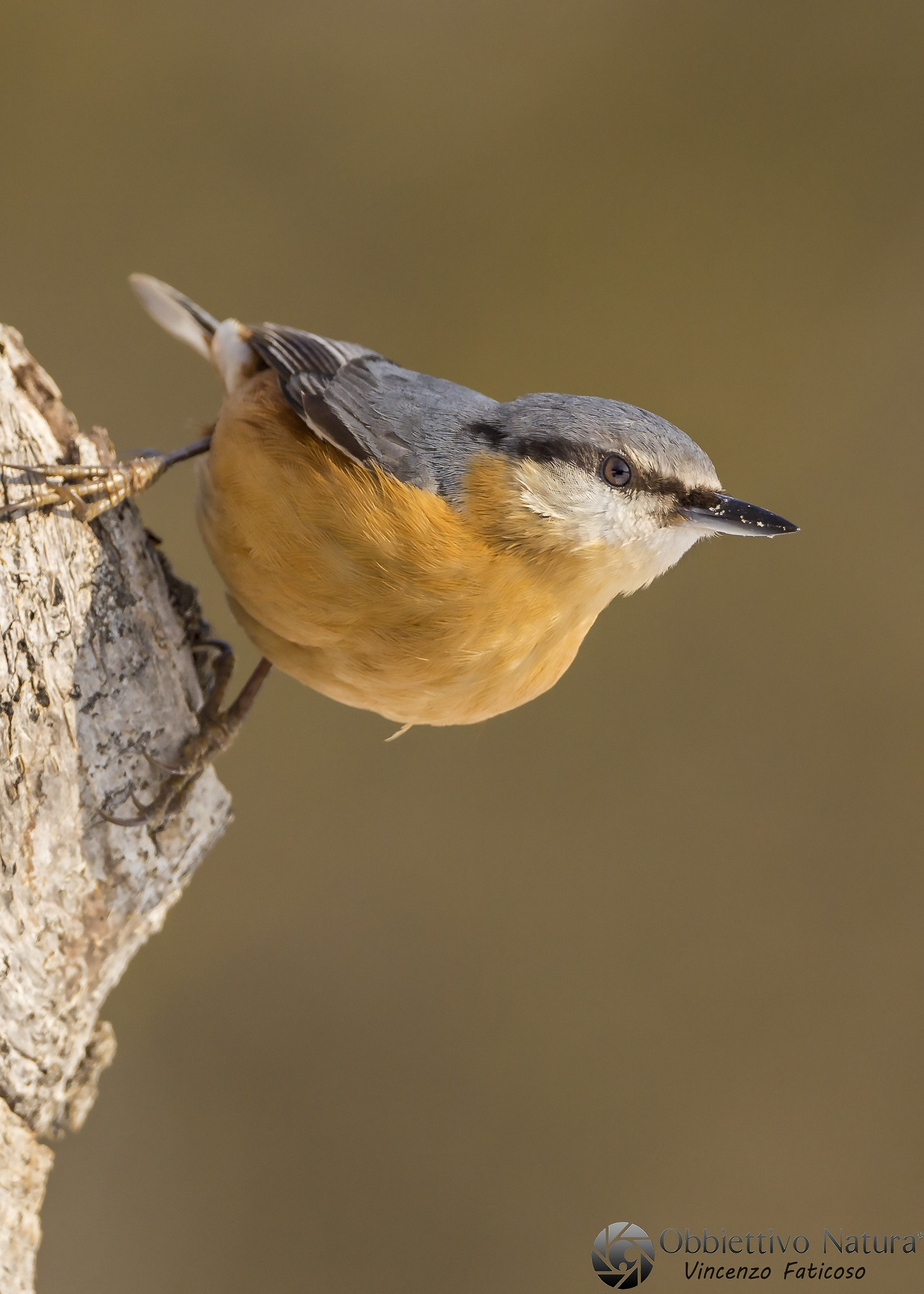 Nuthatch