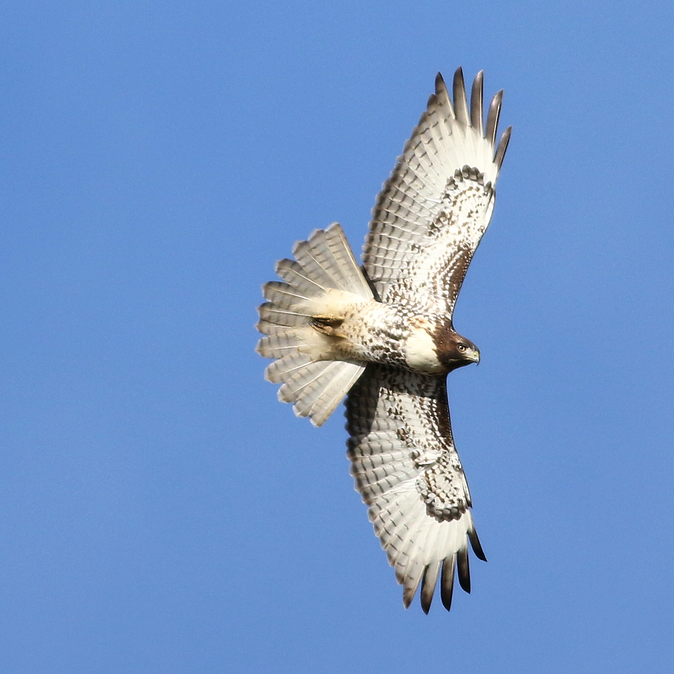 Into the Wild Blue Yonder